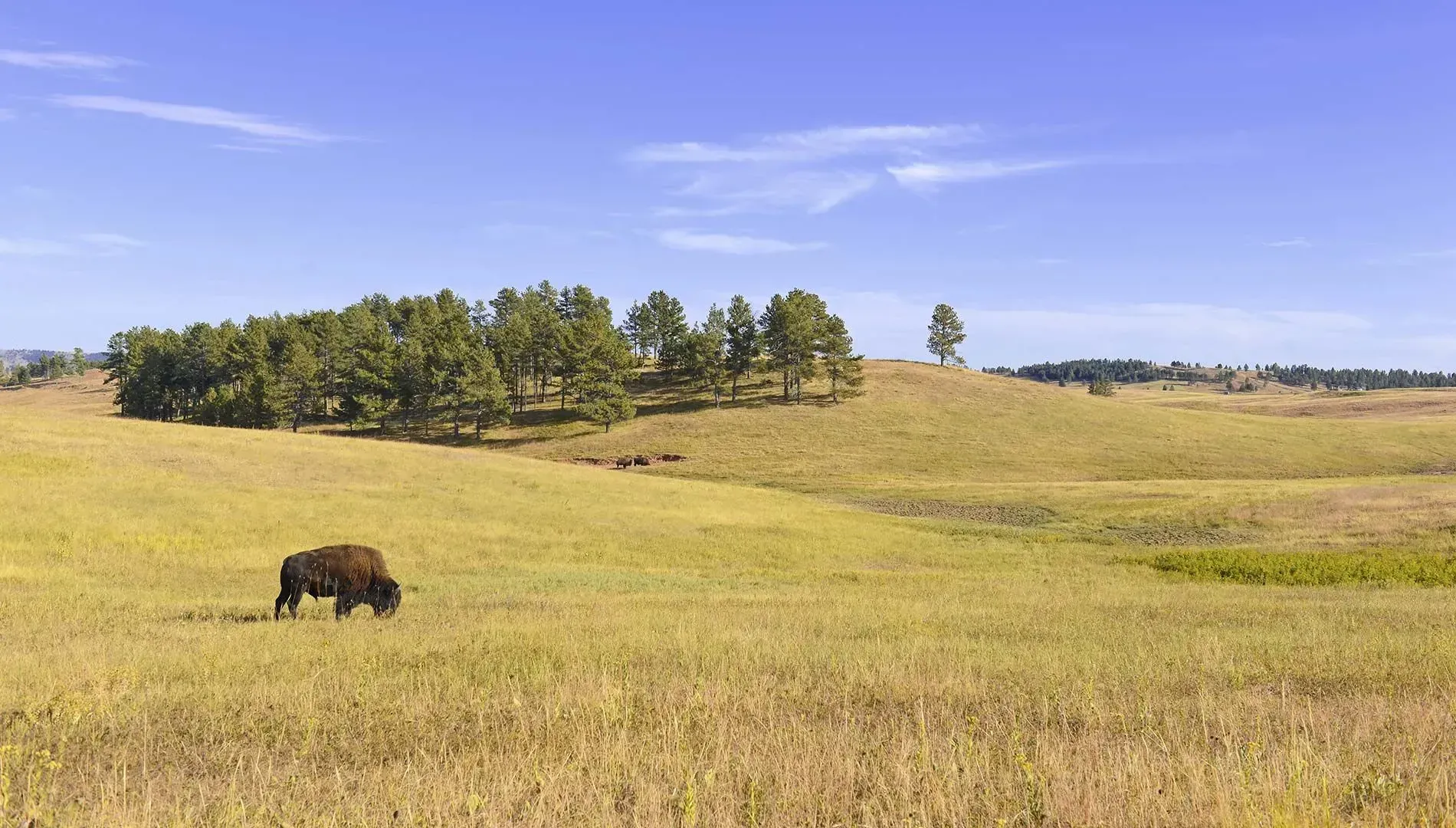 A bison grazes in a grassy field under a blue sky, small trees on a distant hill.