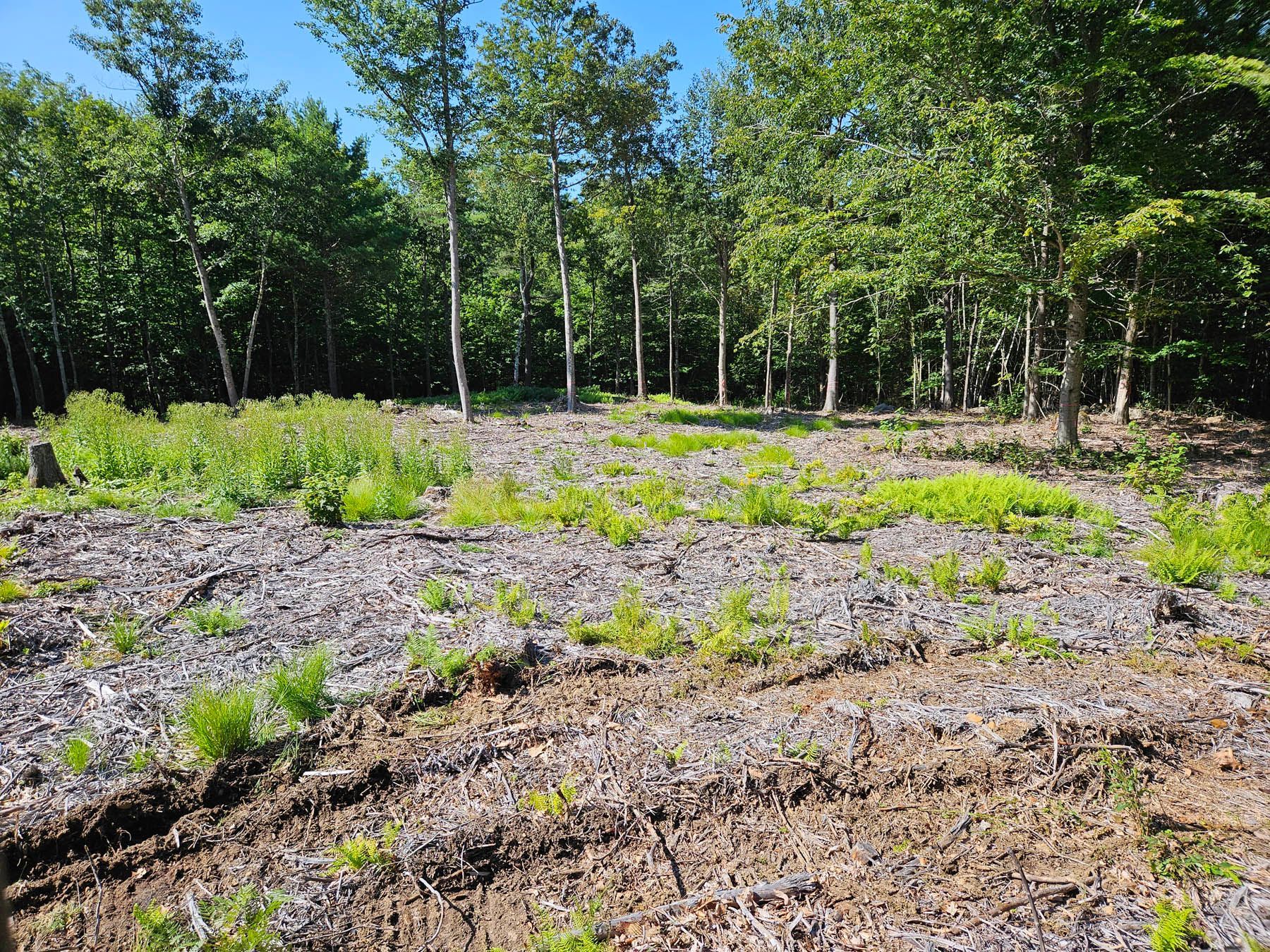 Clearing in a forest with young trees, cut tree stumps, and patches of green vegetation.