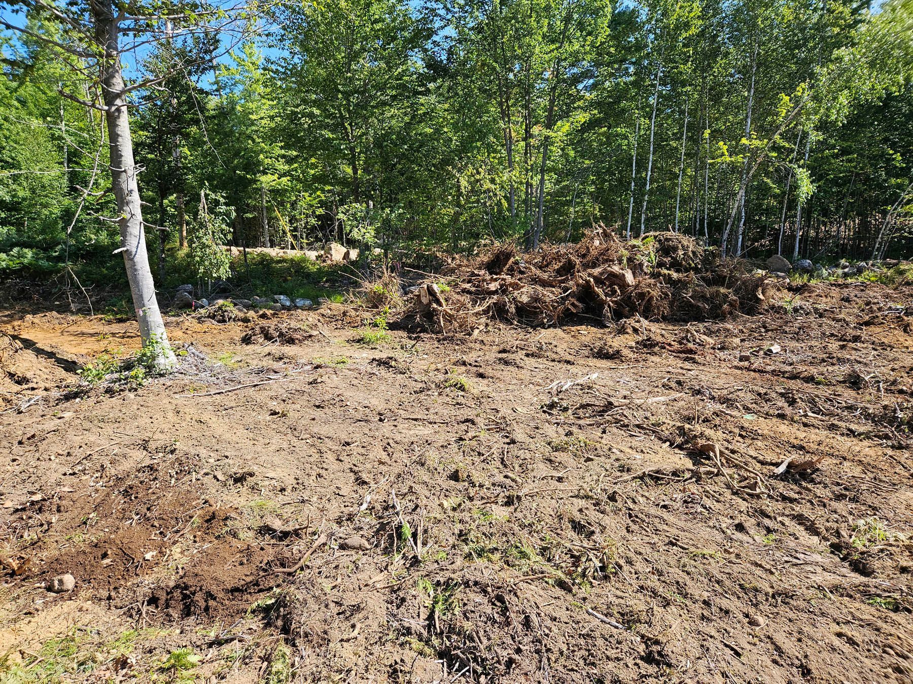 Cleared dirt and debris in a sunny forest clearing, with trees in the background.