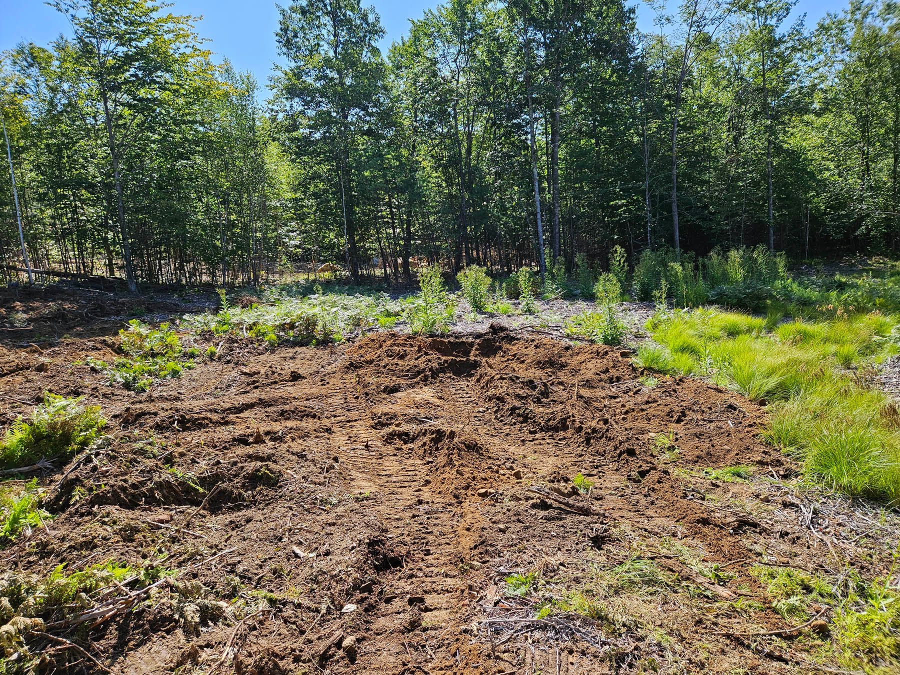 Brown dirt patch with grass, surrounded by trees under a blue sky.