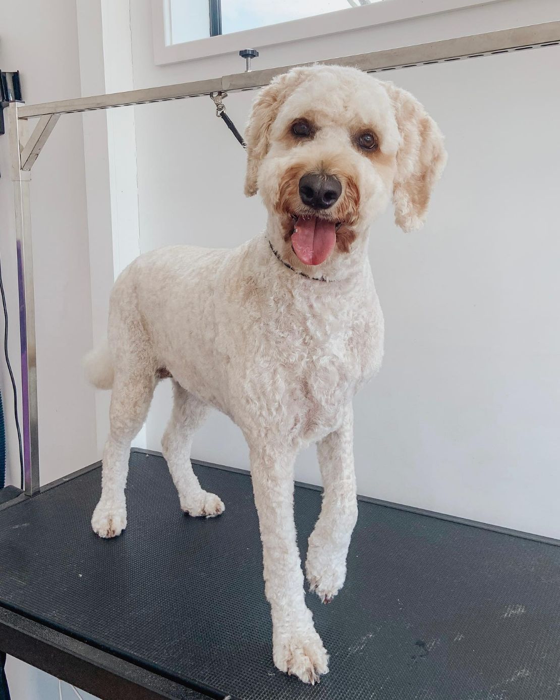 Dog Groomers in Newcastle Local Dog Grooming