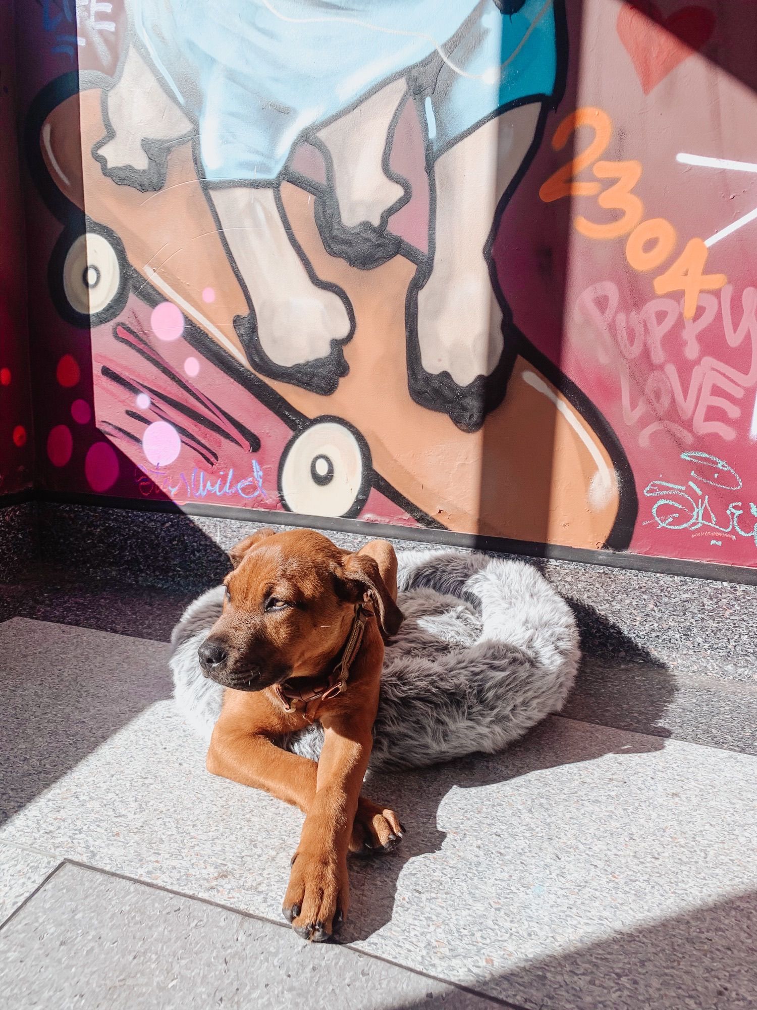 Dog Groomers in Newcastle Local Dog Grooming