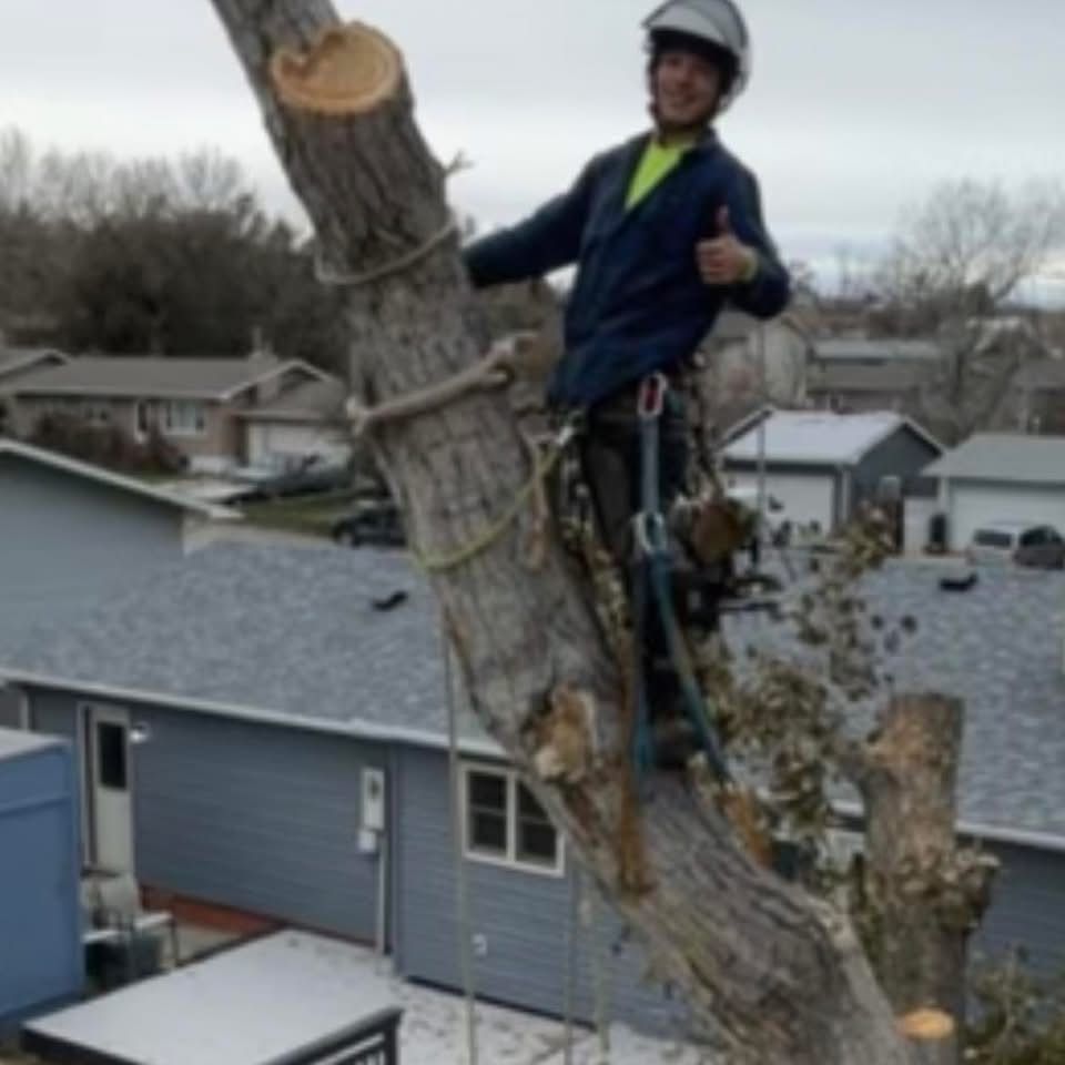 Tree climber in safety gear descending a large trunk beside a house.