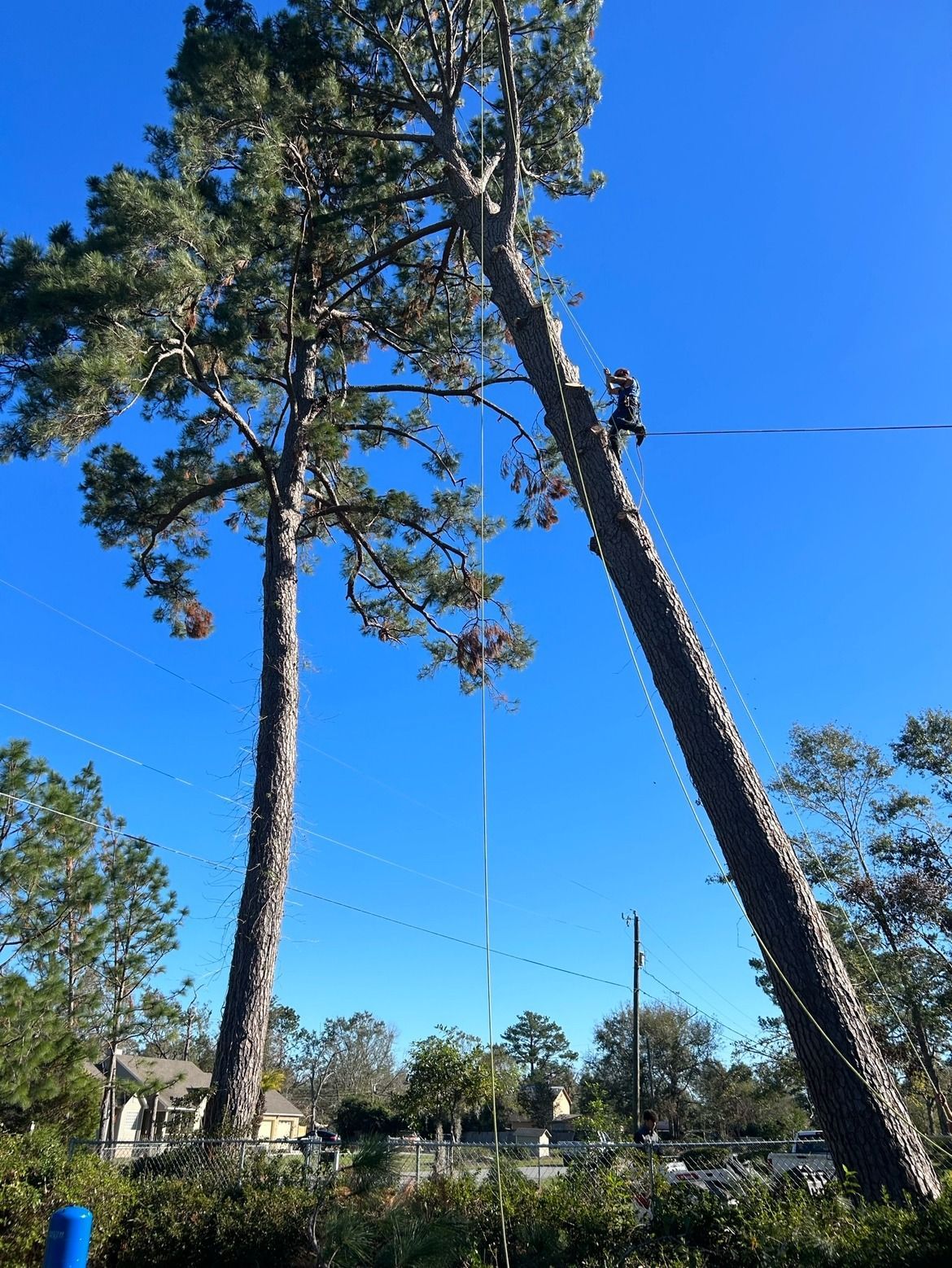 Two tall trees against a bright blue sky, one leaning with a person climbing near the top.