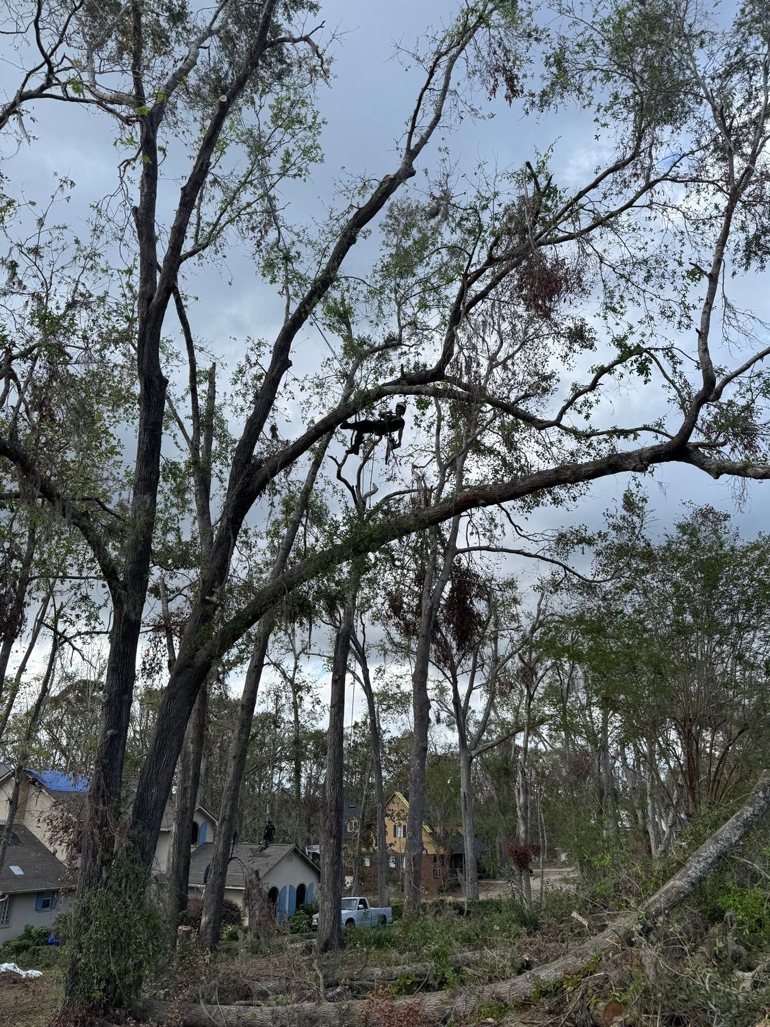 Storm-damaged trees and debris in a wooded yard with a few houses in the background