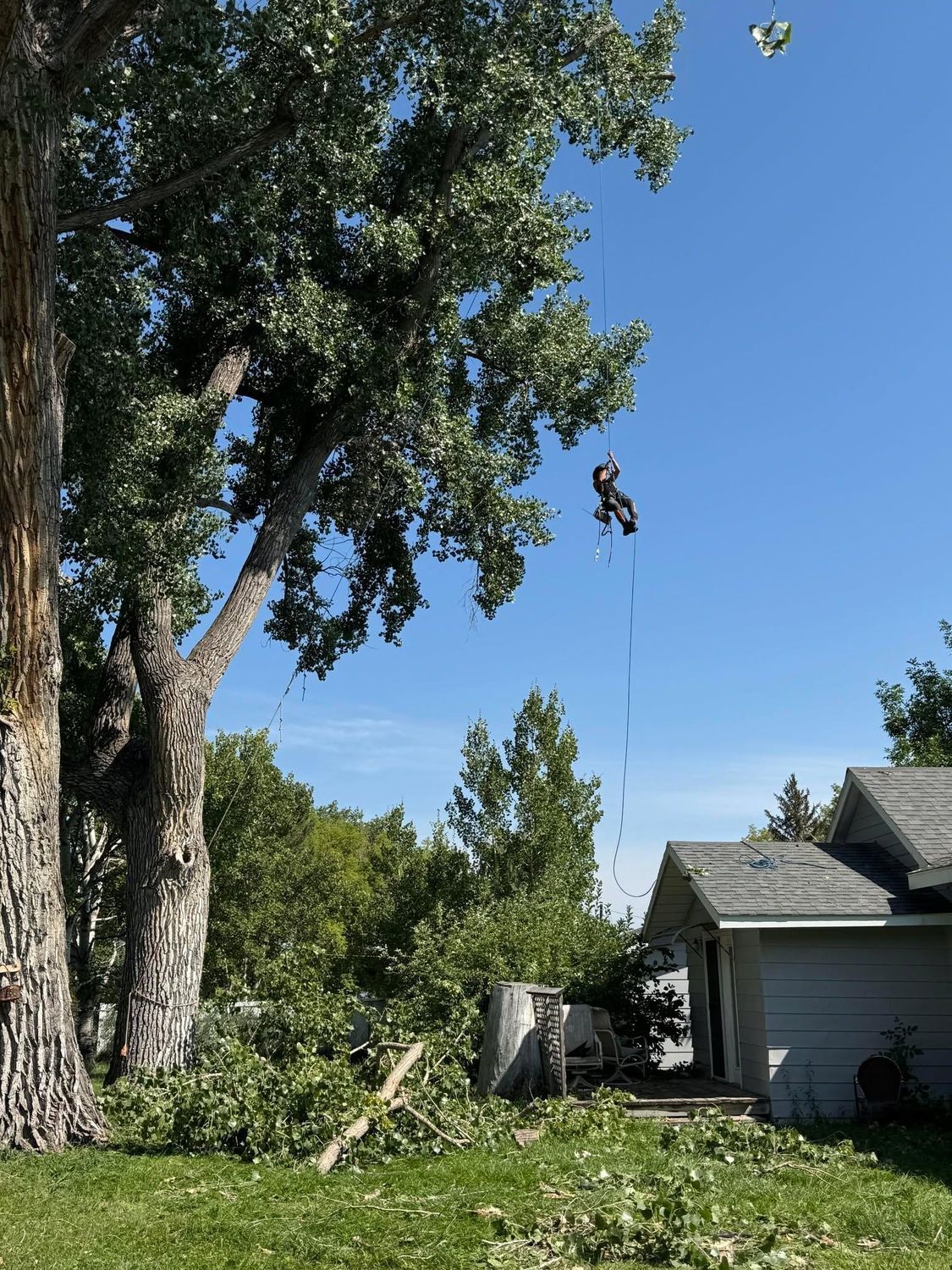 Tall tree with a person hanging from a rope in a sunny backyard beside a house