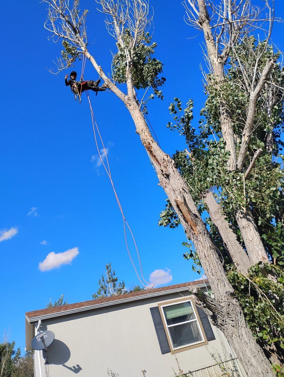 House with tall trees and a blue sky, with a rope hanging from a tree branch