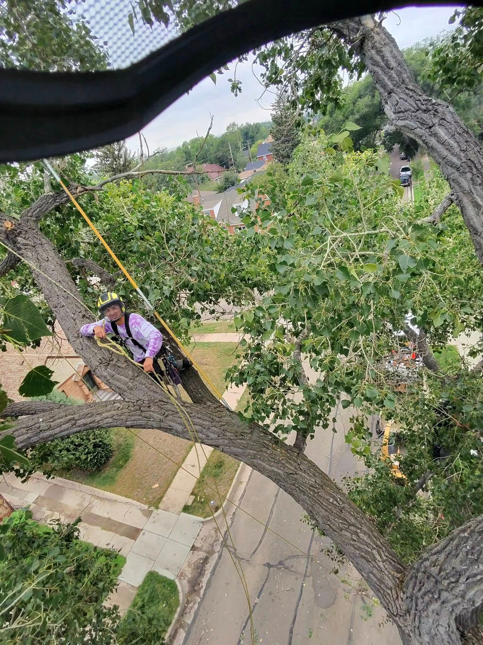 Person climbing a large tree above a quiet residential street with green leaves and sidewalks below