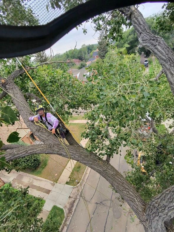 Two people in a tree canopy rigging, looking down over a street and yard below