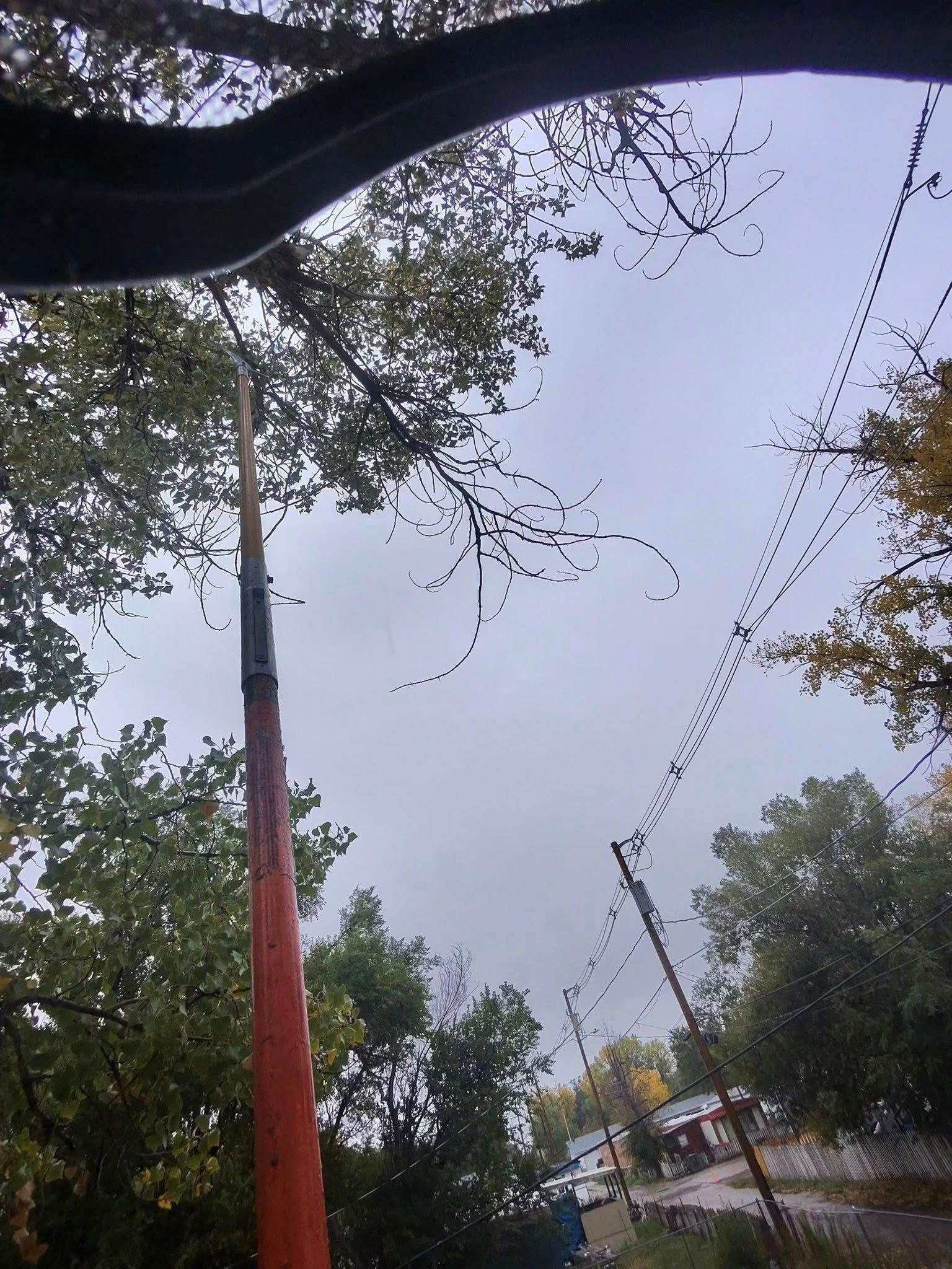 Overcast street scene with trees, a tall lamppost, and power lines overhead