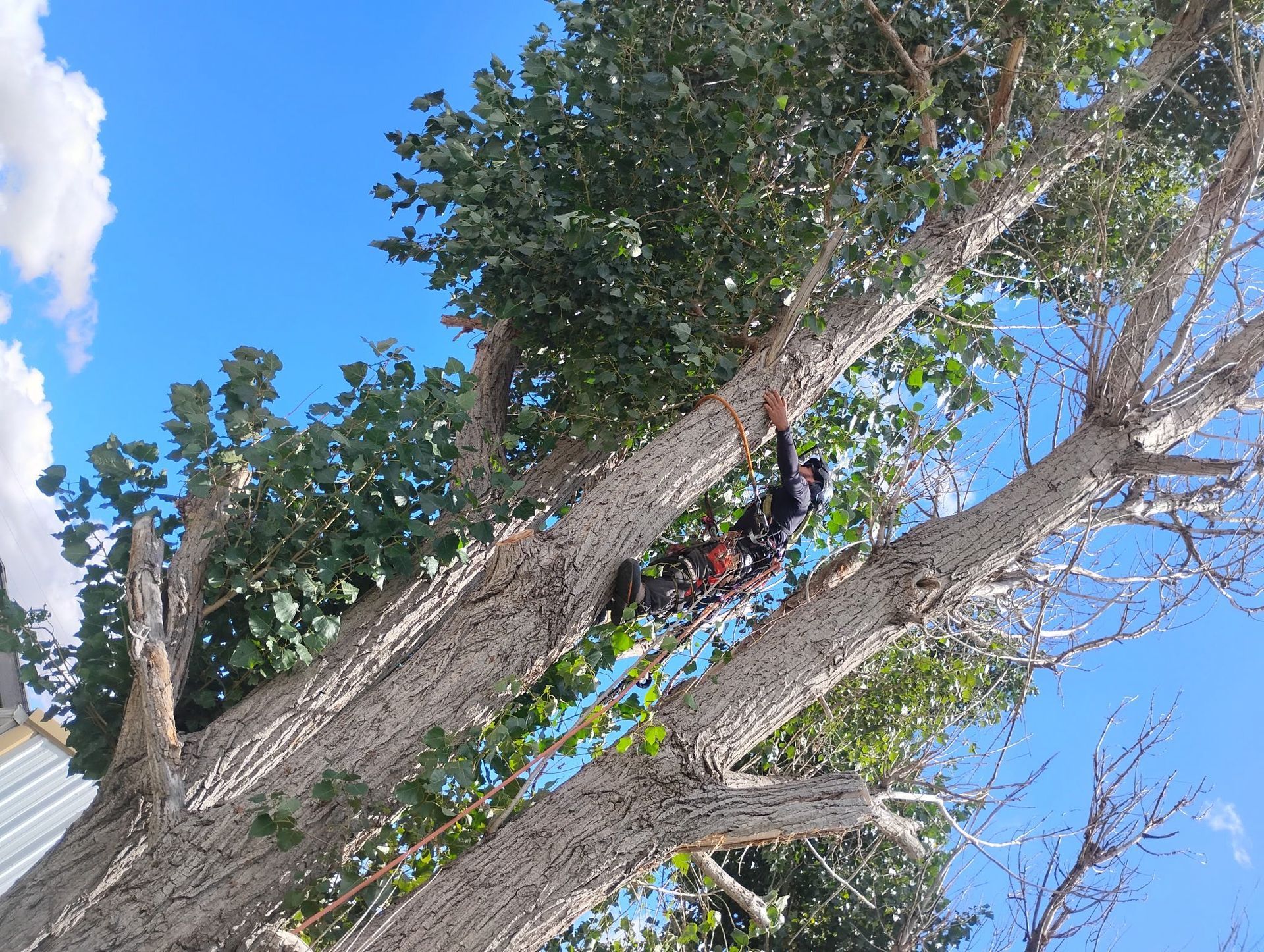 Tree branches against a bright blue sky, with green leaves and a white roof edge at left