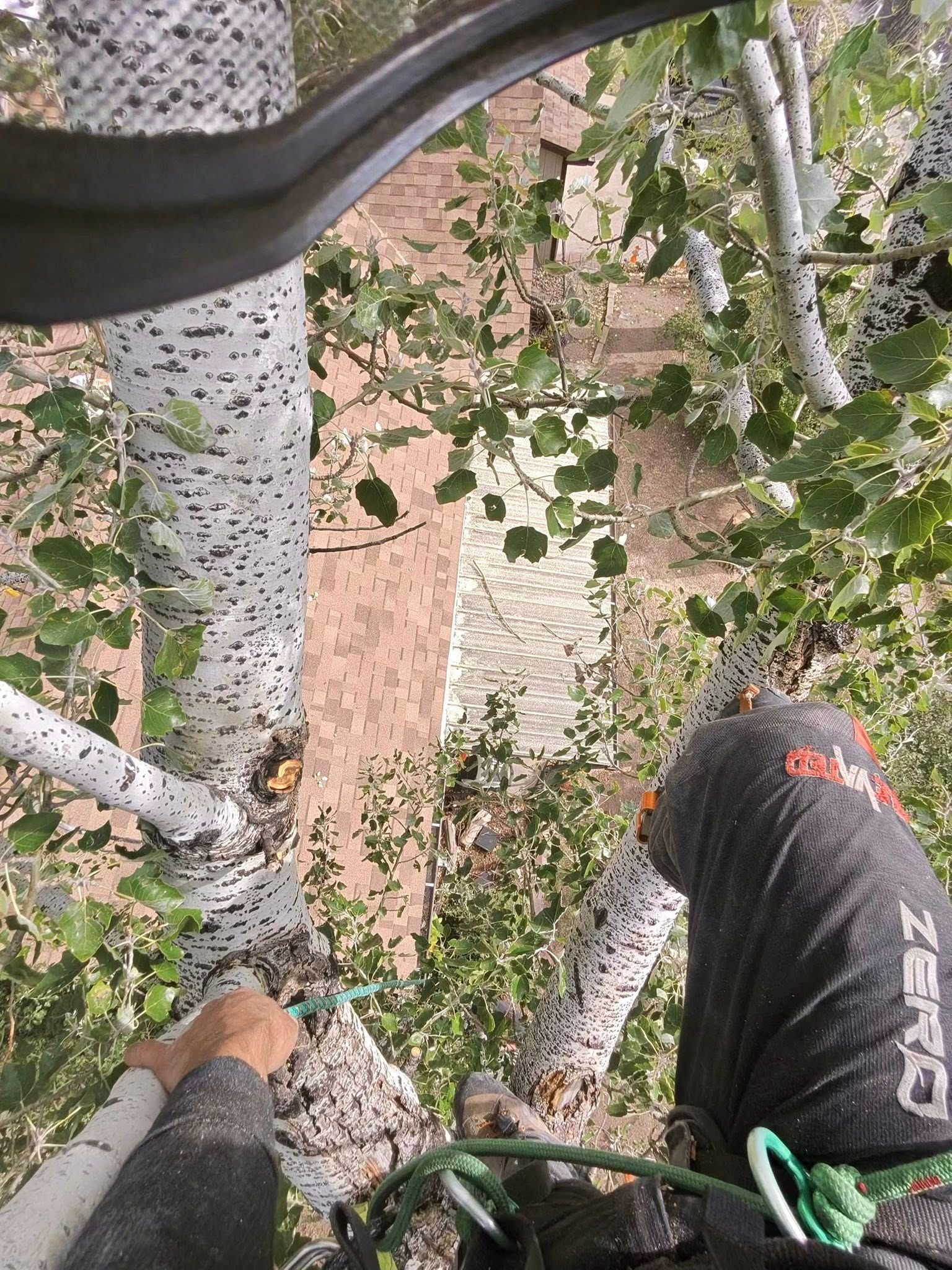 Looking down from a tree onto a driveway, with boots, climbing gear, and birch branches visible below