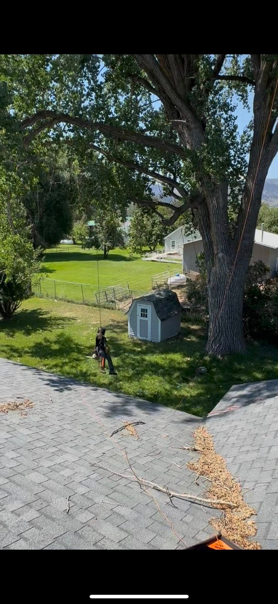 Tree-lined yard with gravel driveway, lawn, and a small blue utility shed near a white house.
