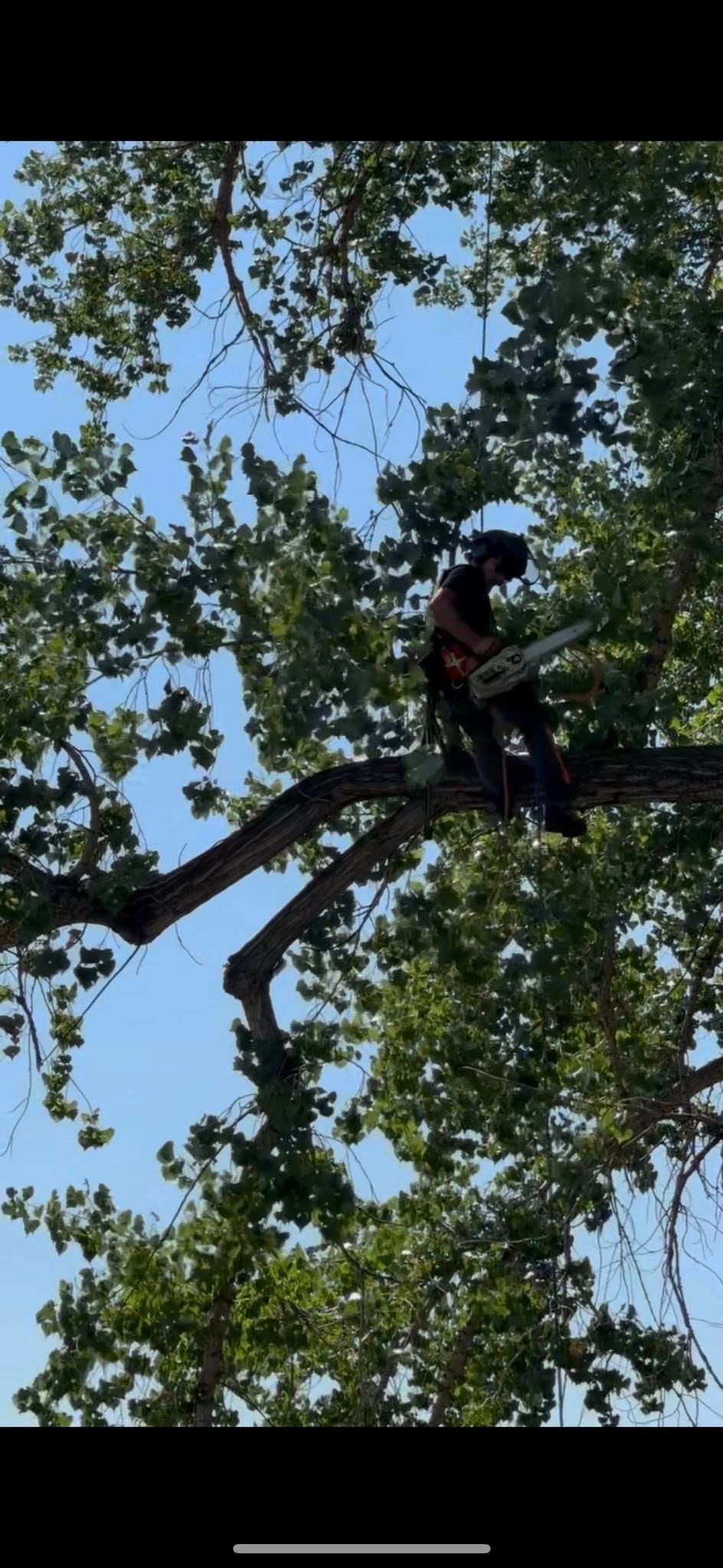 Person in a safety harness climbing a tree against a leafy blue-sky background