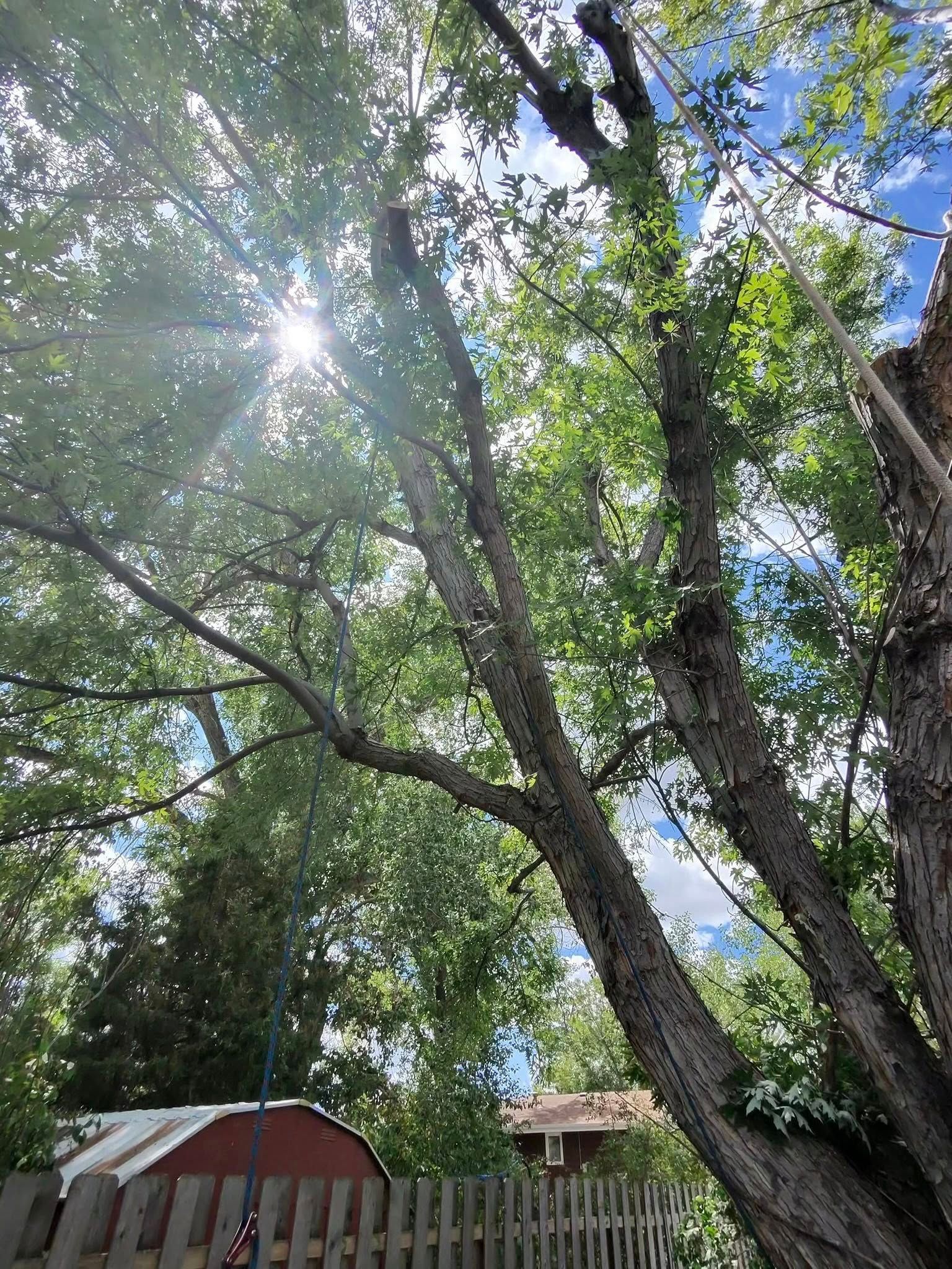 Sunlight shining through tall leafy trees over a red-roofed shed and fence in a backyard