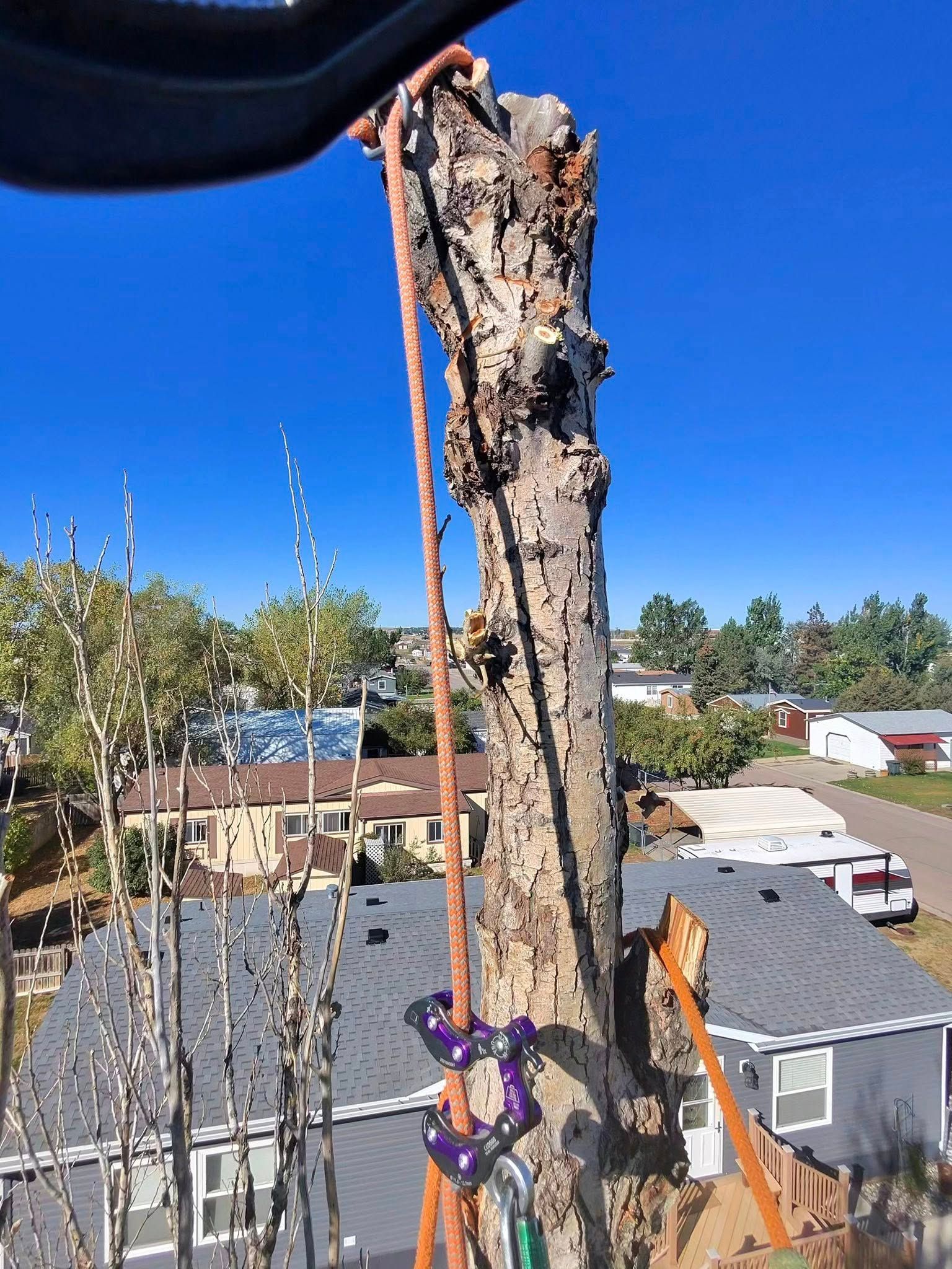 A damaged tree trunk tied upright with purple straps on a rooftop, against a blue sky and neighborhood homes.