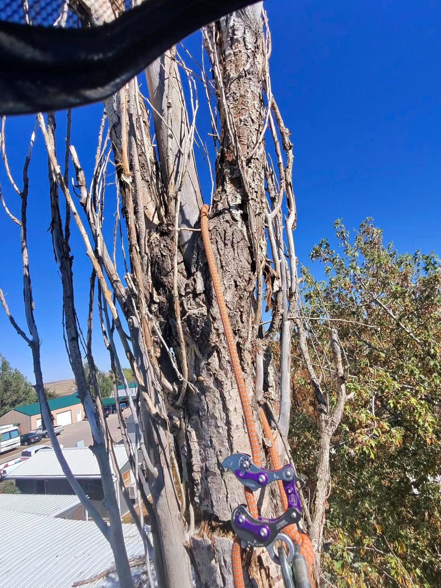 Person climbing a large tree trunk with purple gear under a bright blue sky