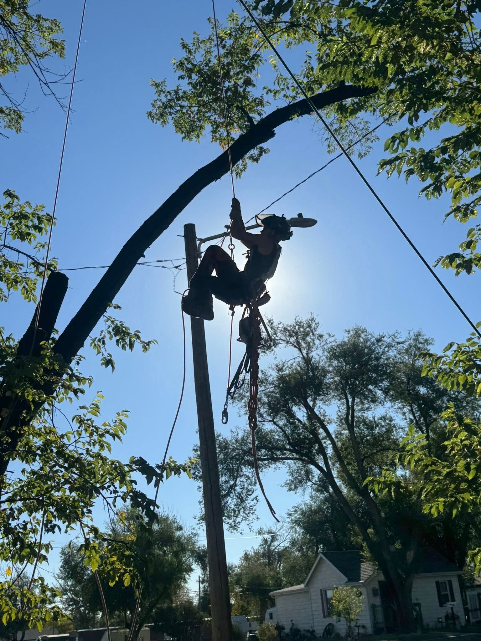 Tree worker climbing a tall tree beside a house, silhouetted against a bright sky.