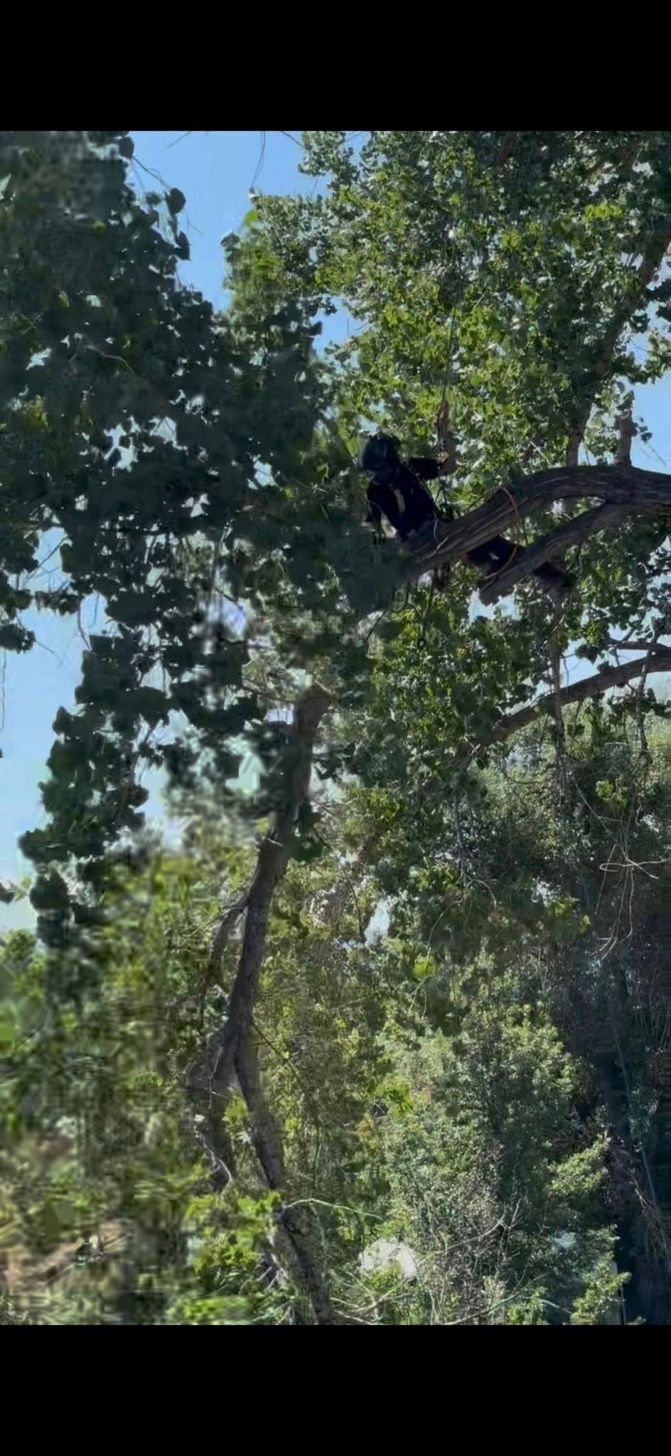 Black monkey perched on a tree branch amid dense green leaves and sunlight