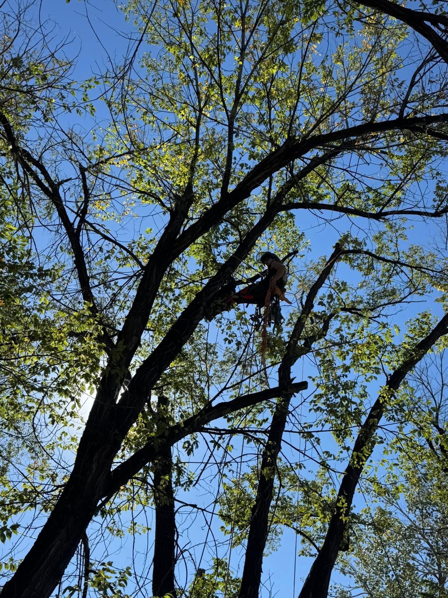 Person high in a tree among green leaves against a blue sky