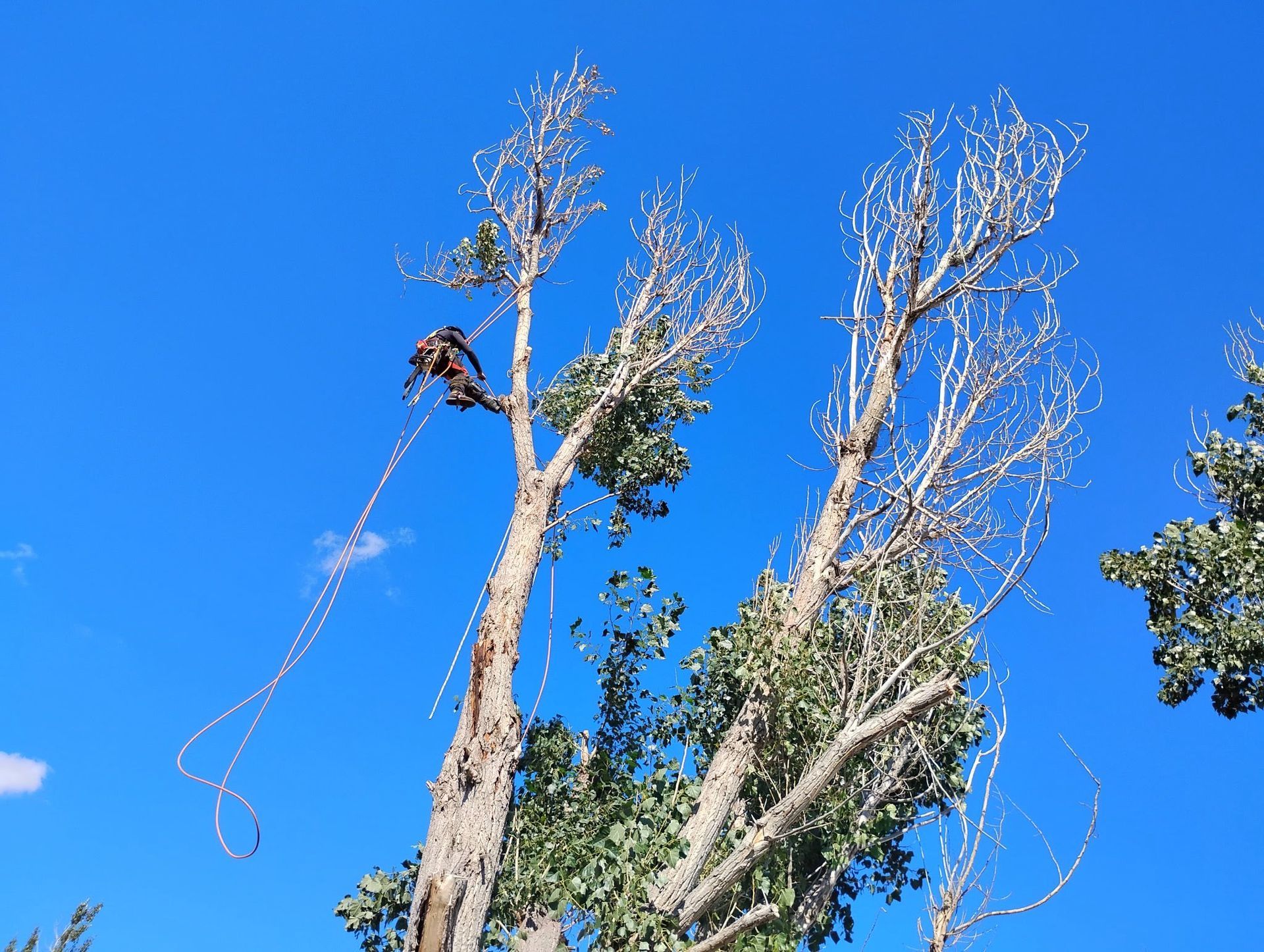 Tall tree trunks with sparse branches against a bright blue sky, with one branch hanging down.