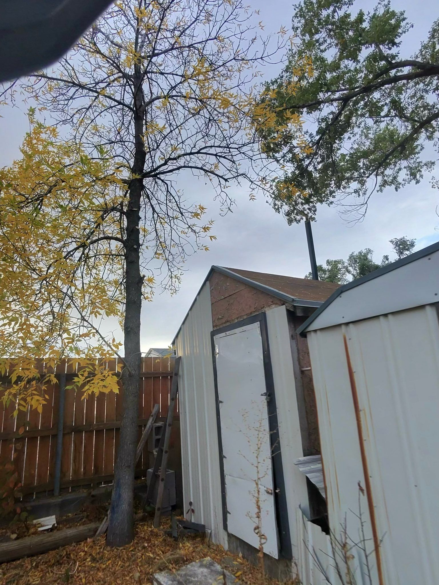 White shed with a broken door beside a wooden fence under tall trees in a backyard