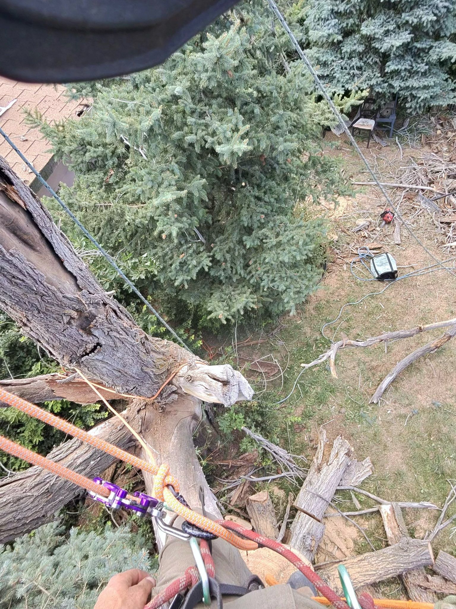 View from a tree canopy with ropes and harness gear above a wooded yard below.