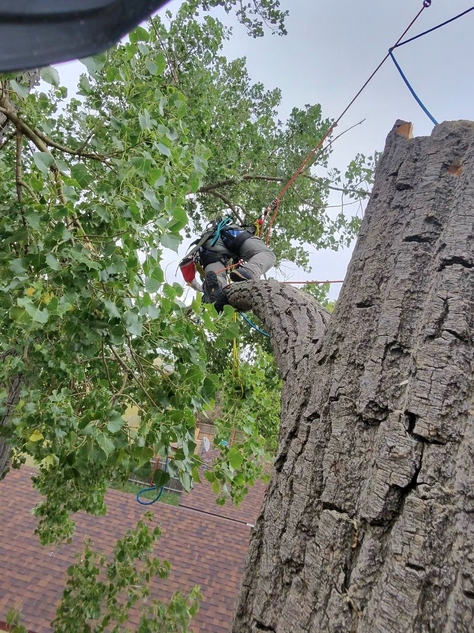 Person trimming a large tree branch with a chainsaw beside a red-roofed house