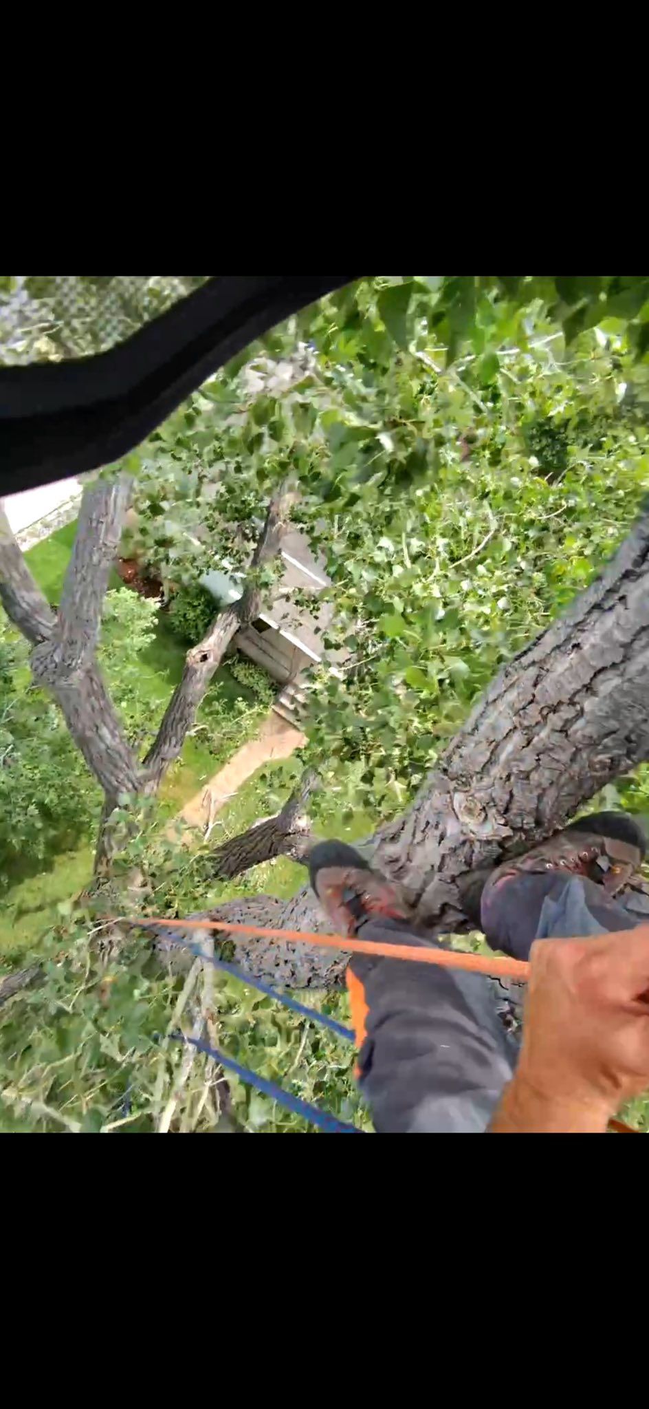 Person using a rope to descend a tree canopy, with leafy branches and a gray roof below.