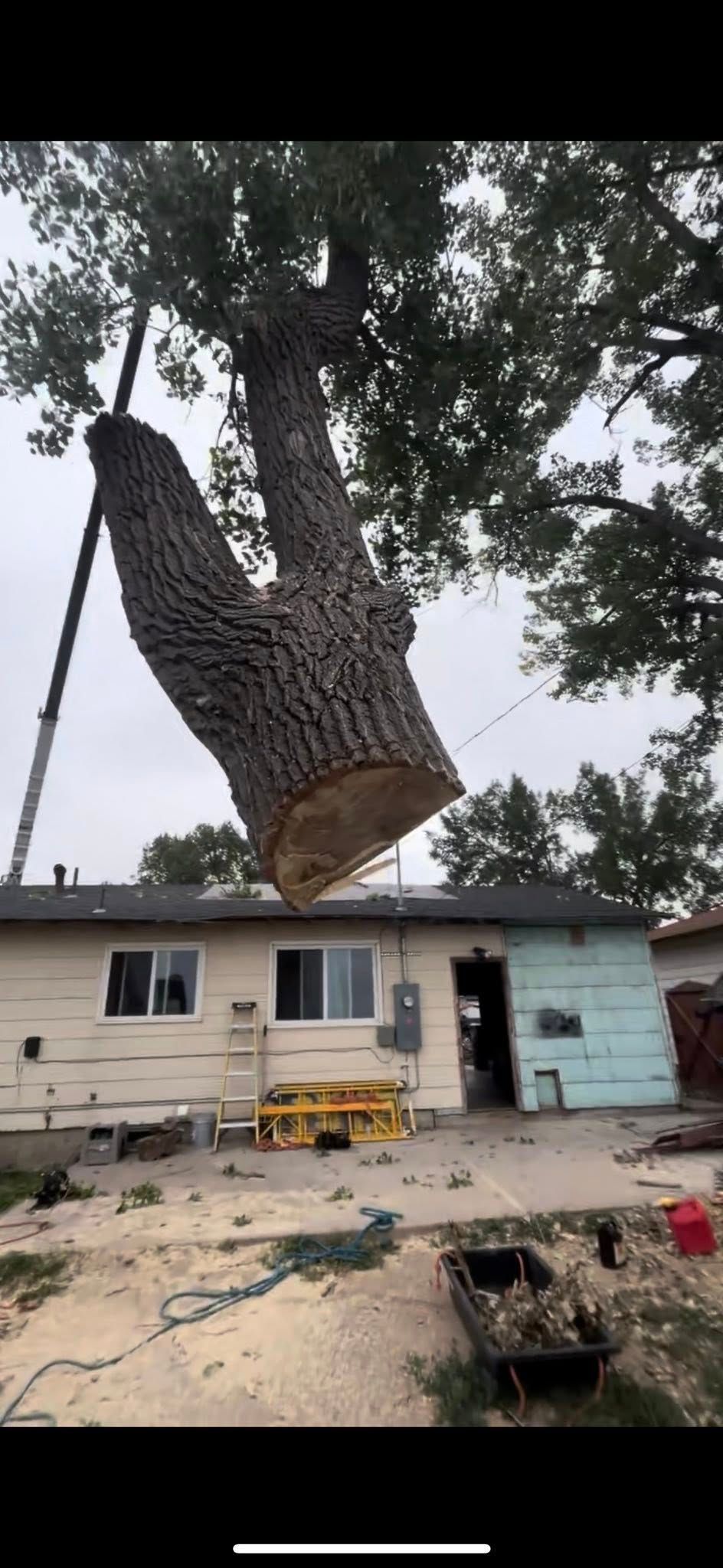 Large tree being cut down and lifted by a crane in front of a small house with work equipment nearby