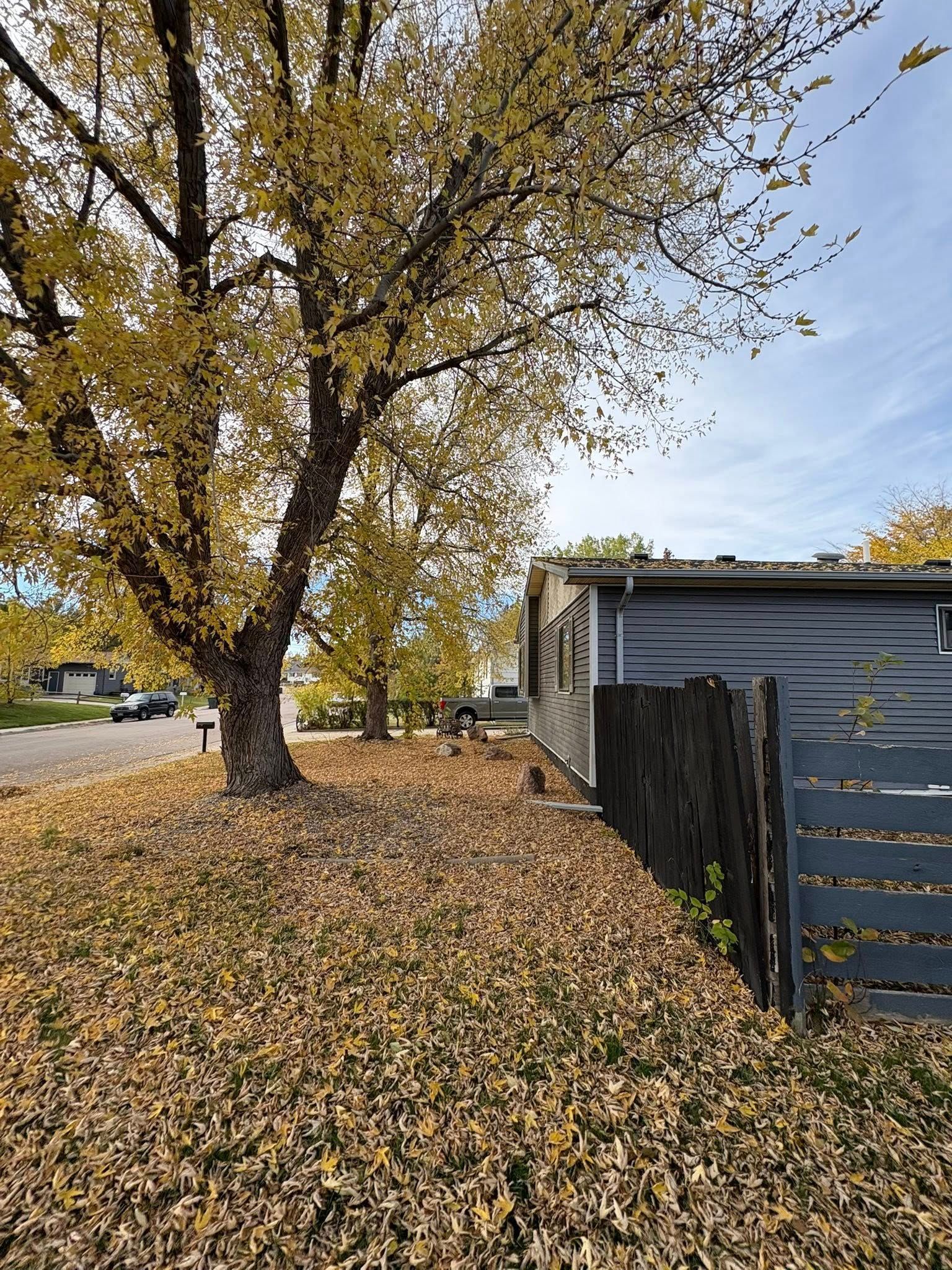 Autumn yard with a large tree, fallen leaves, and a gray shed beside a fence