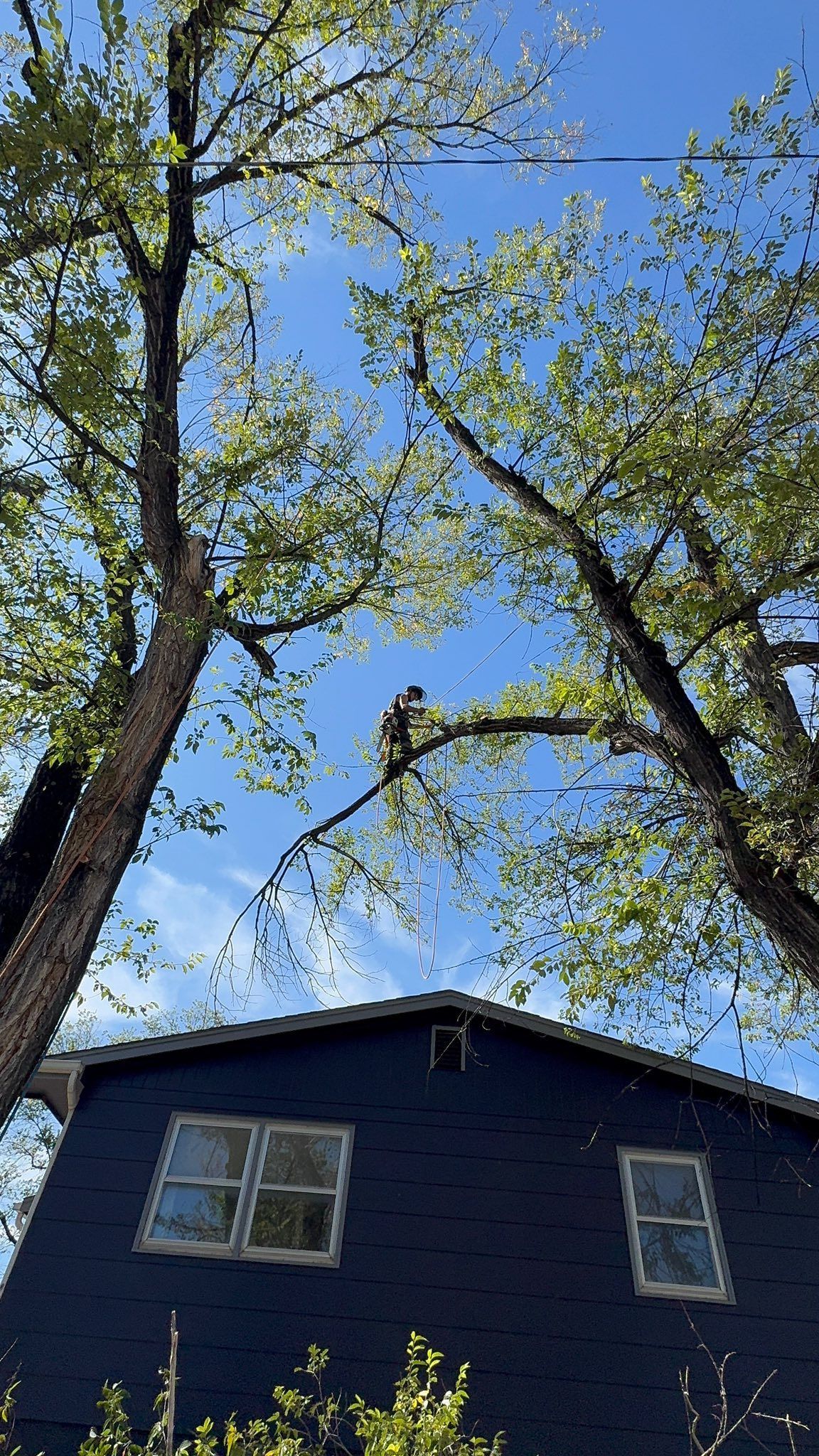 Tall trees with green leaves framing a dark blue house against a blue sky with clouds