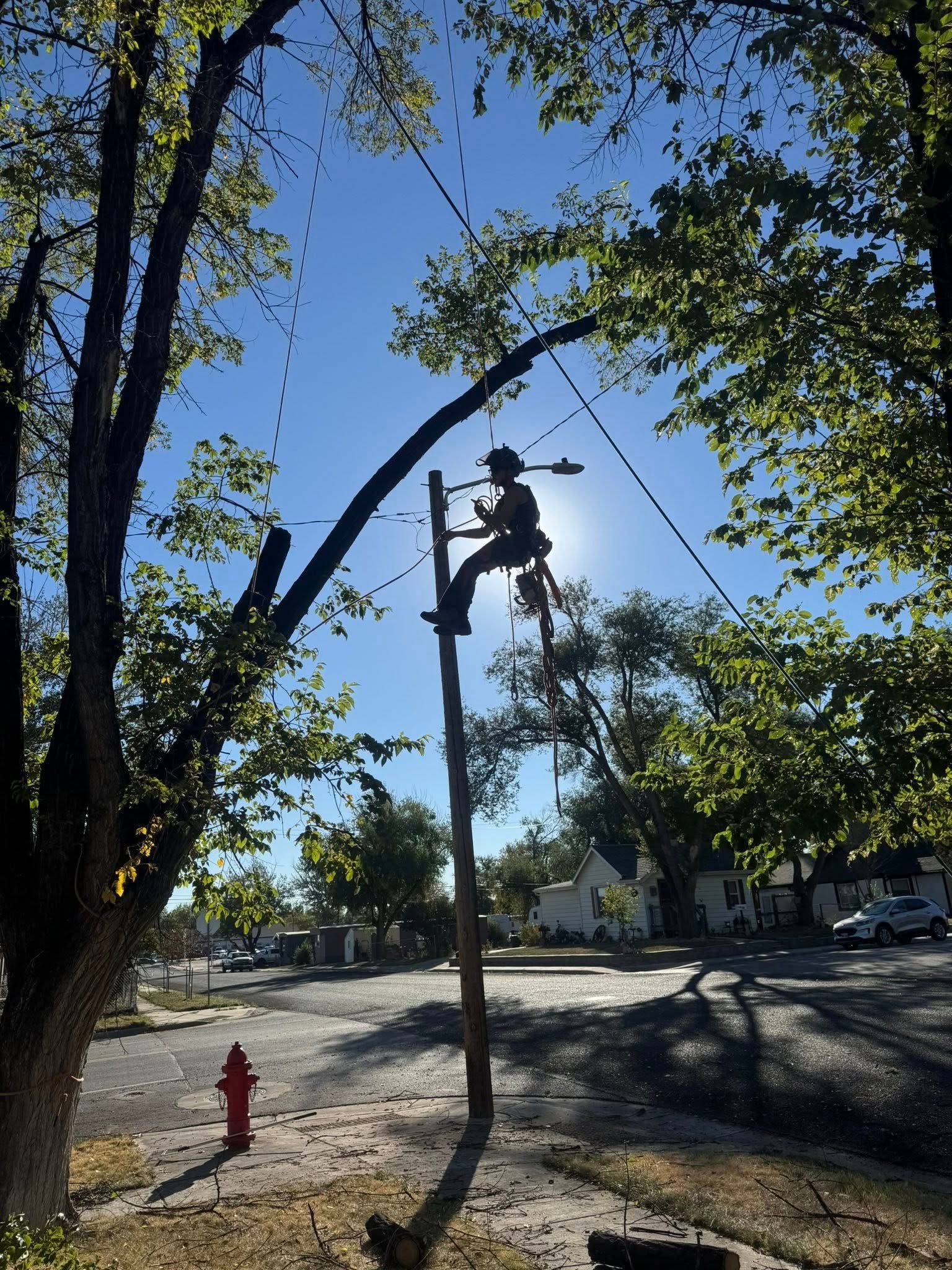 Person climbing a bent tree in a sunny park, with a red fire hydrant nearby.