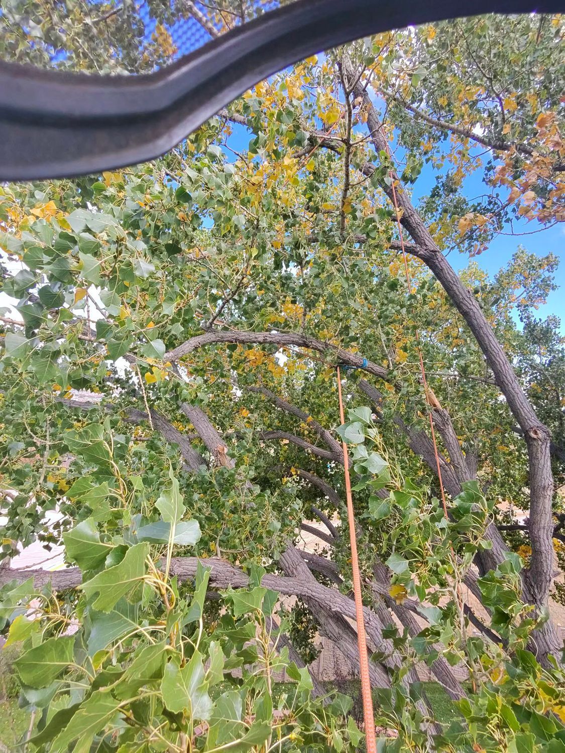 Leafy tree branches against a blue sky, with orange autumn leaves and a curved black object overhead