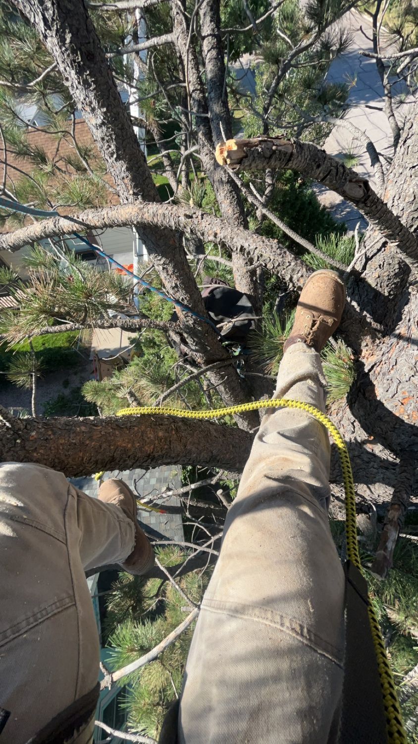 Person in tan pants stands in a tree canopy, secured by yellow rope and climbing gear.