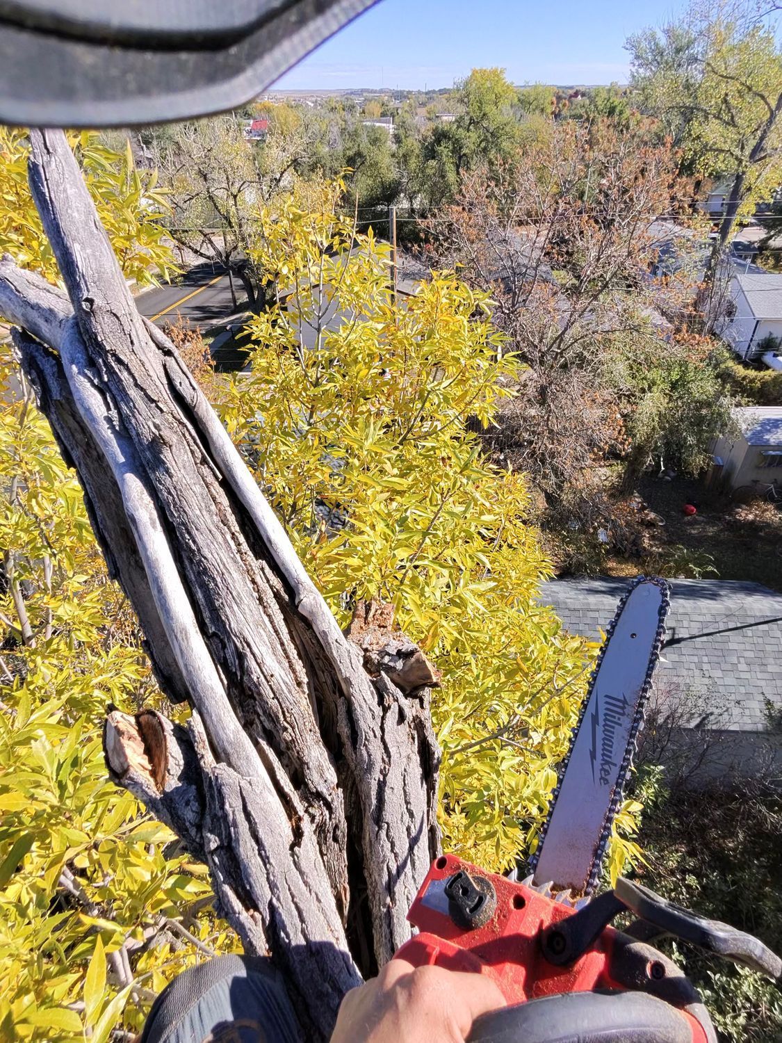 Gloved hand pruning a tall leafless tree branch outdoors in a sunny yard