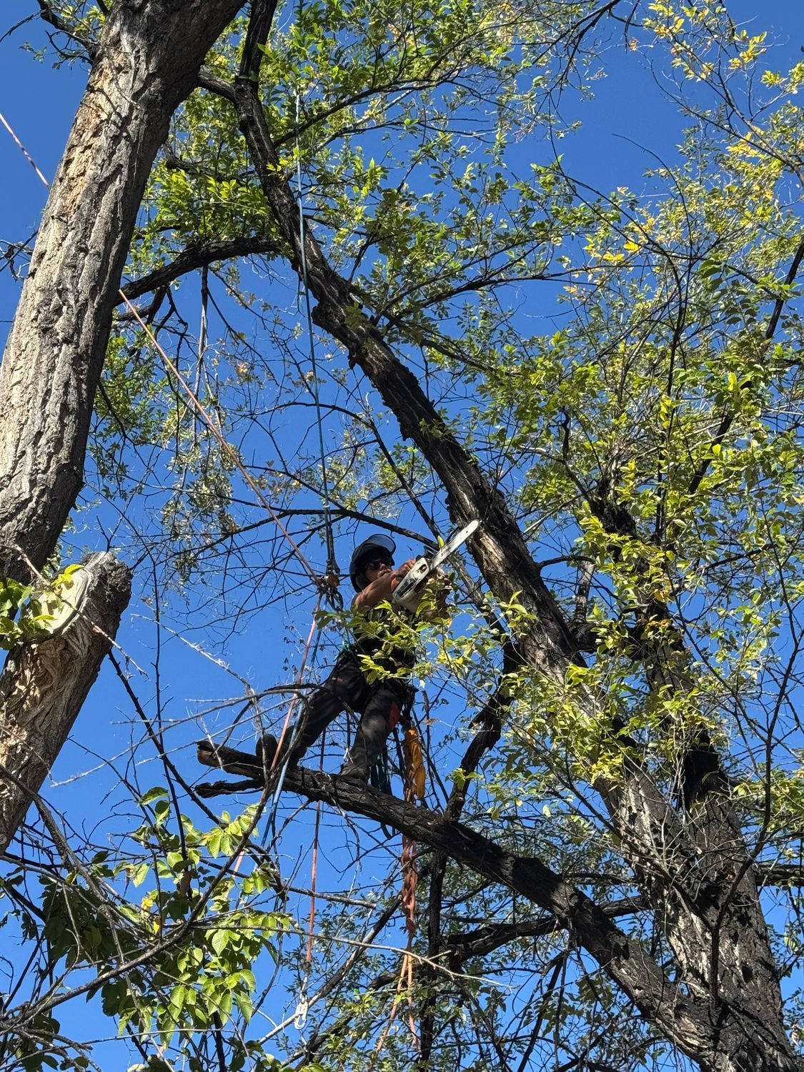 Person in a tree canopy on ropes, wearing a yellow shirt against a blue sky.