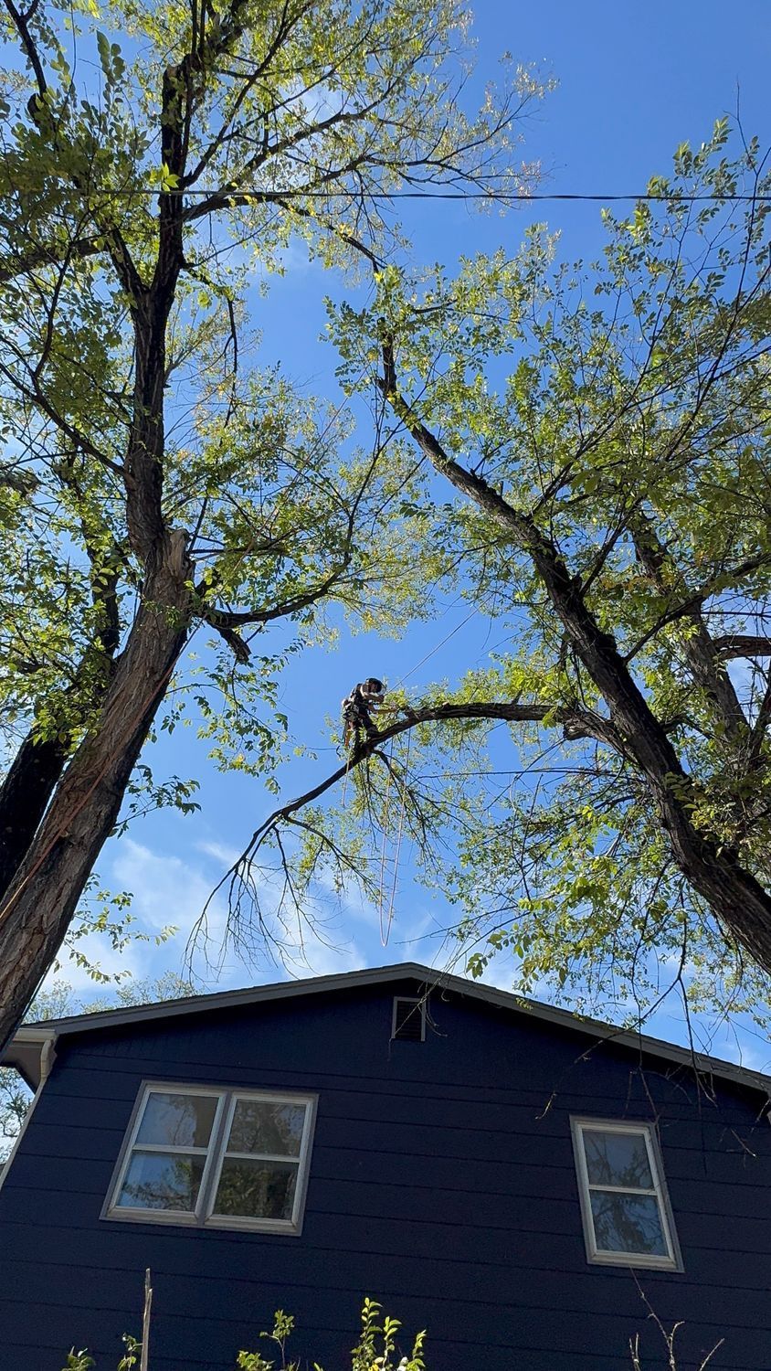Tall trees arch over the roof of a blue house against a clear sky.