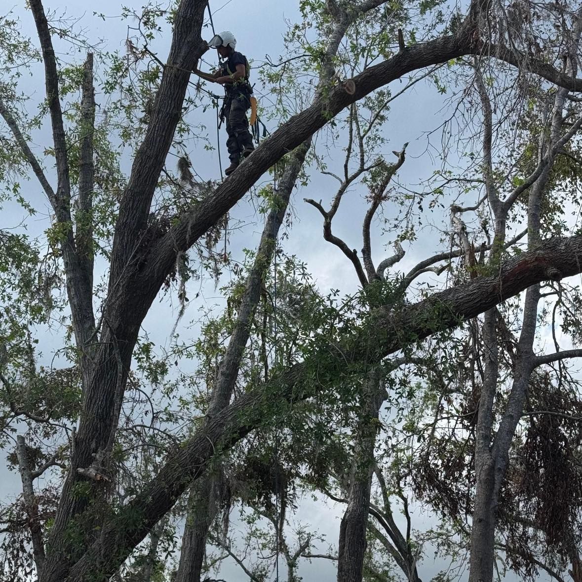 Worker trimming branches high in a tall tree with a chainsaw in a wooded area