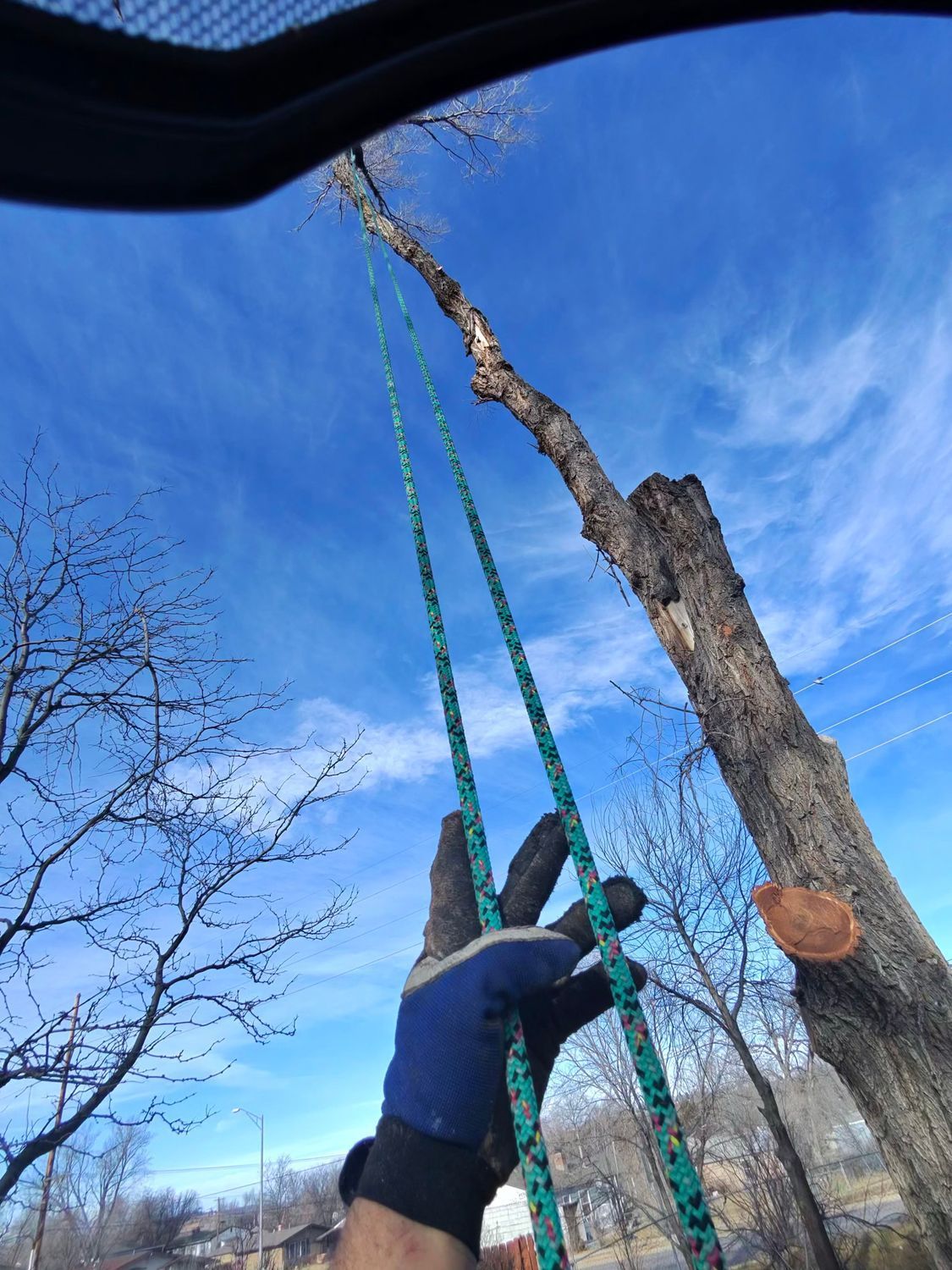 Person climbing a tree using green ropes against a bright blue sky