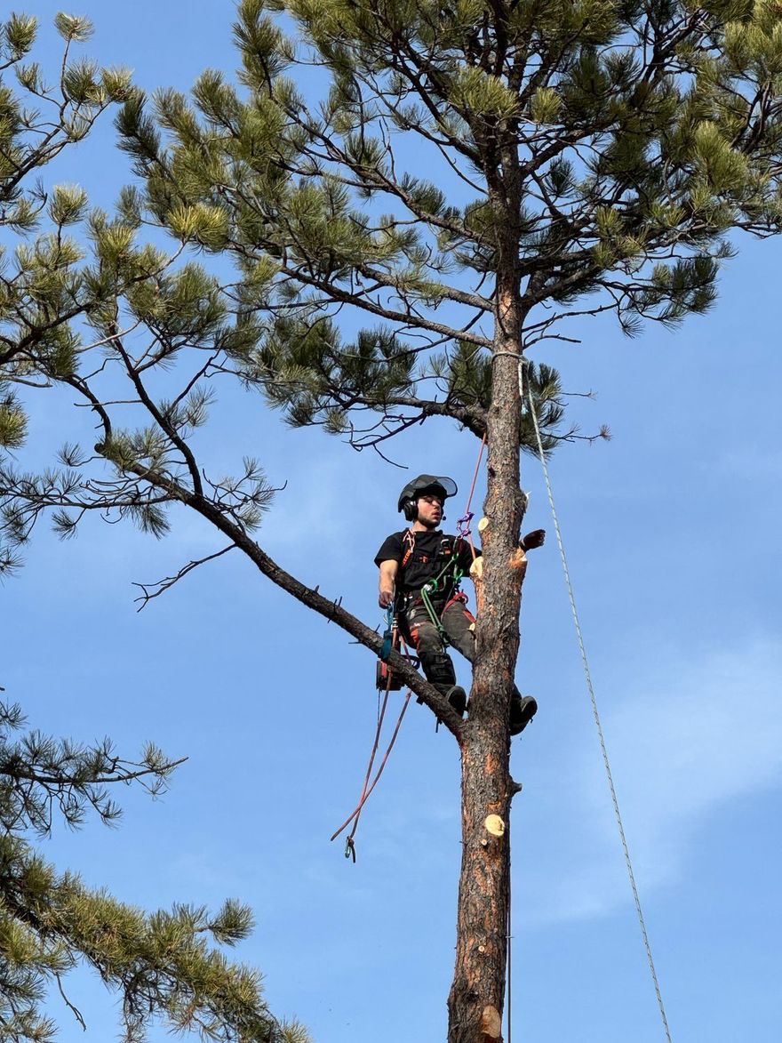Climber in a tree wearing a helmet and harness, against a clear blue sky.