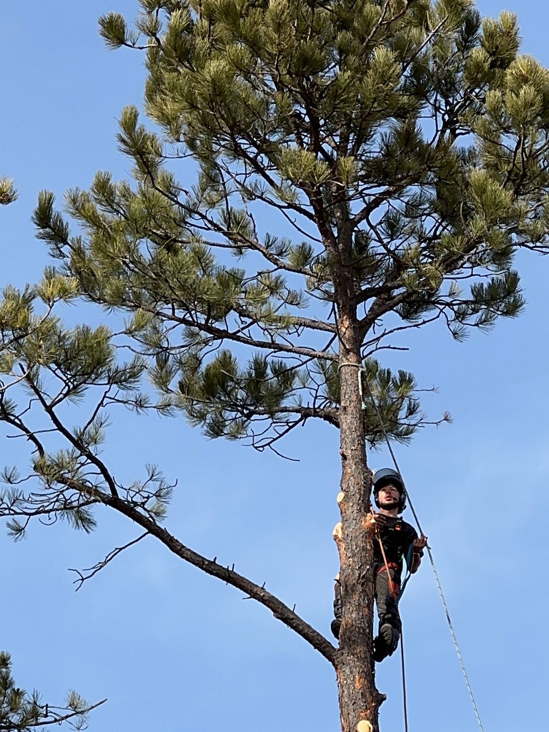 Person wearing climbing gear on a tall tree against a blue sky