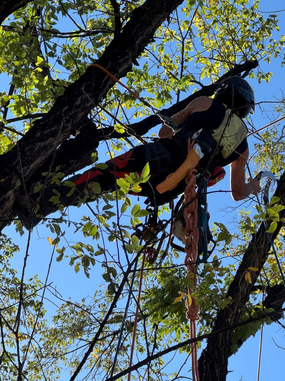 Person in climbing gear suspended in a tree canopy, with ropes and harness visible against blue sky.