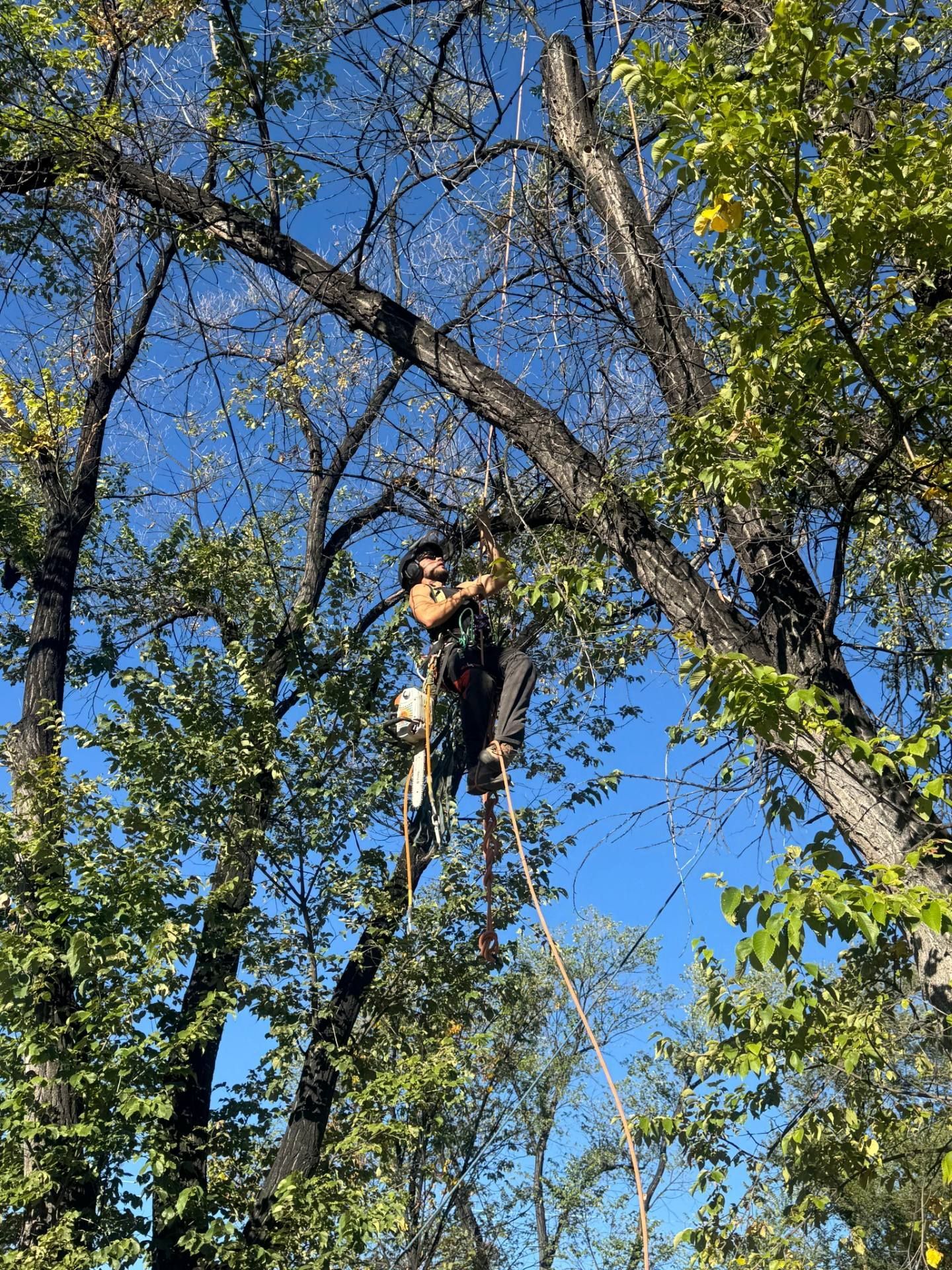Person climbing a tree among bare branches under a bright blue sky.