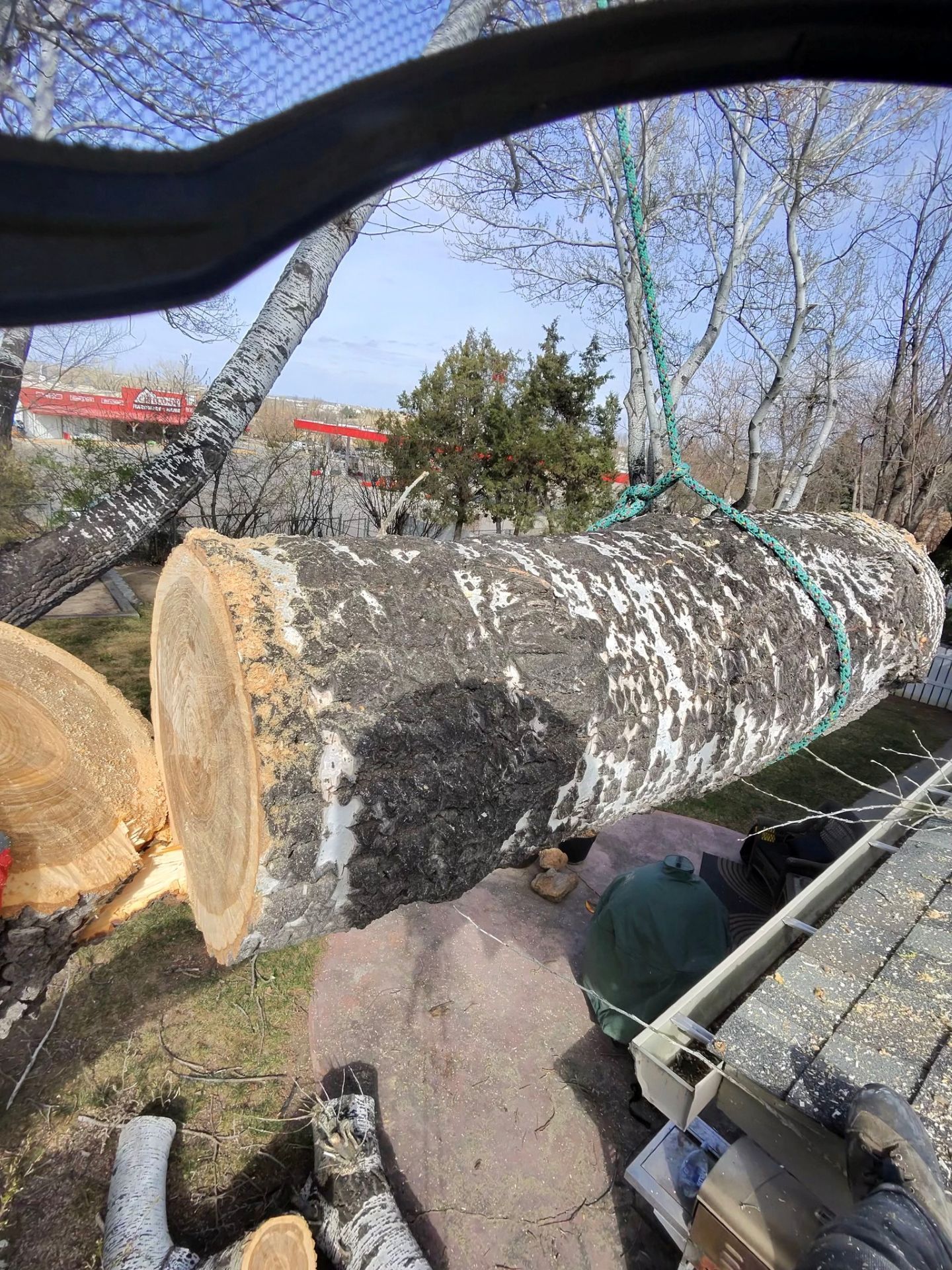 Freshly cut tree trunk suspended by straps outdoors, with sawdust and logs nearby.