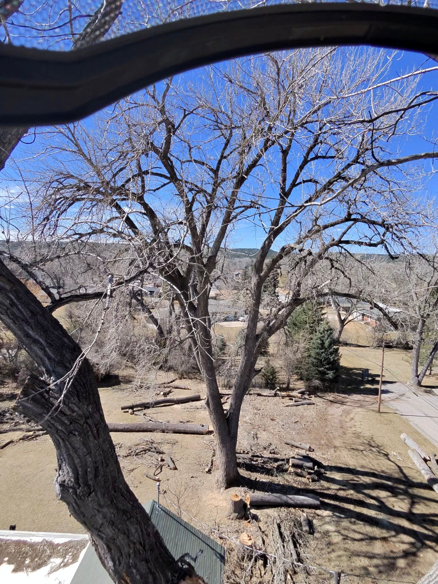 Leafless trees and a grassy yard on a sunny day, viewed from a porch with roof beams overhead.