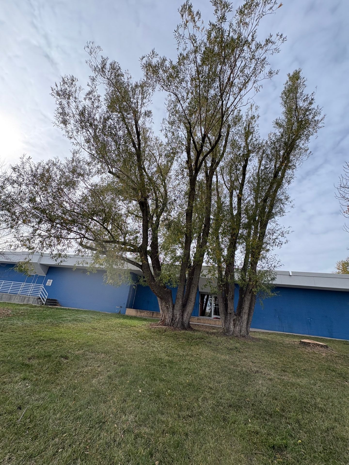 Leafless tree beside a blue building on a grassy lawn under an overcast sky