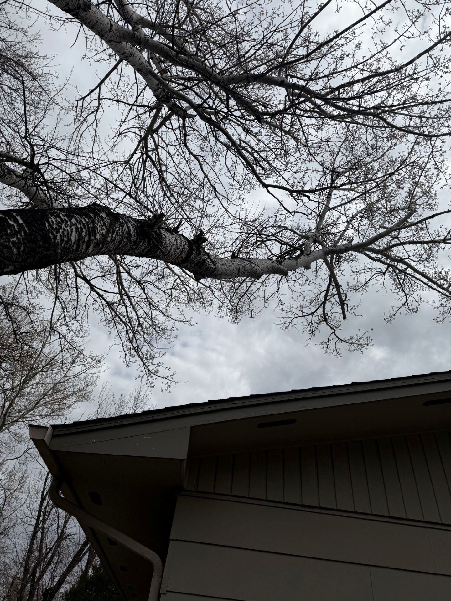 Bare tree branches over a house roof under a cloudy gray sky