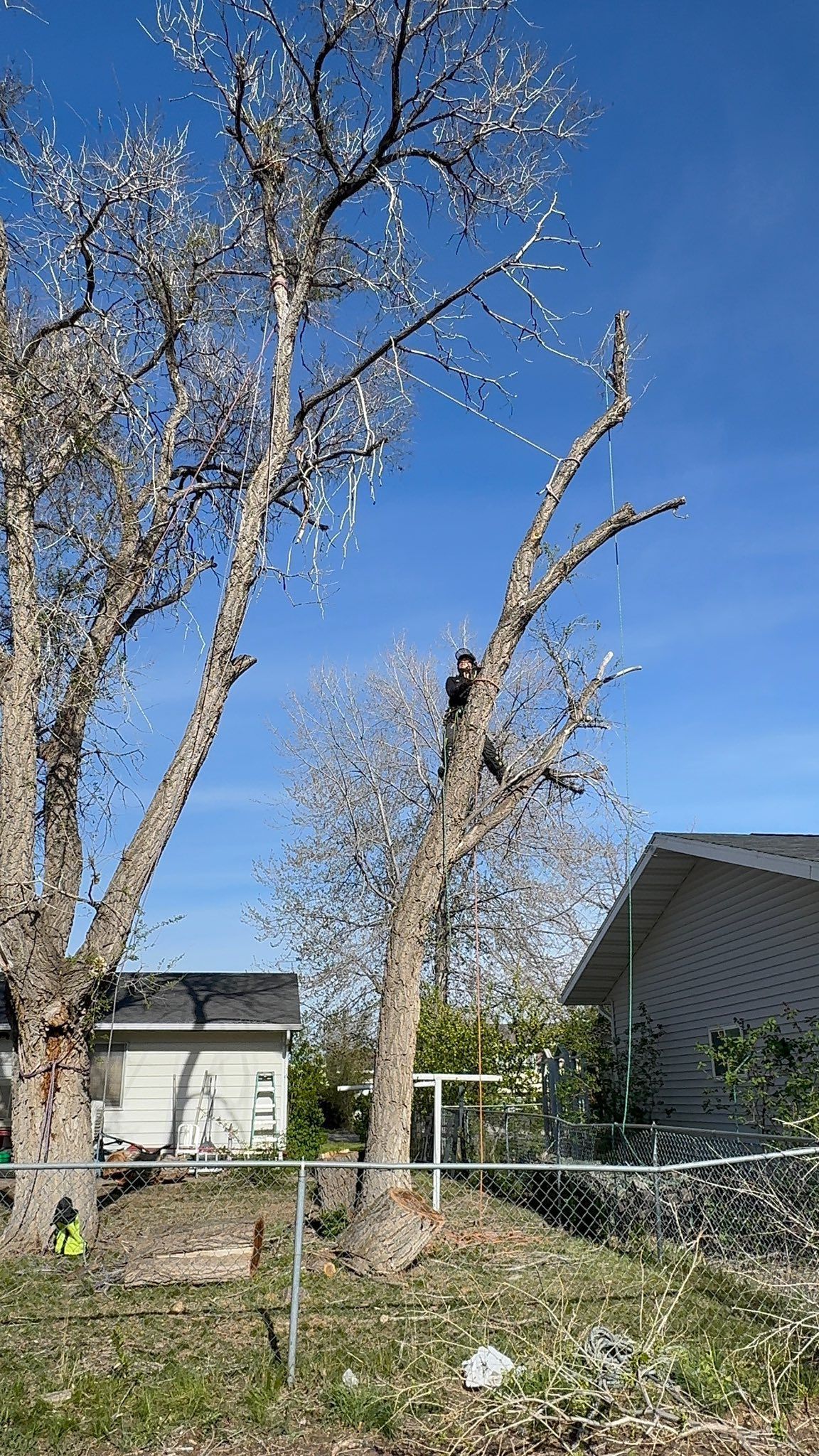 Two leafless trees in a yard beside a house under a clear blue sky.