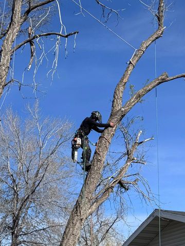 Arborist climbing a tall tree against a blue sky, using a safety harness and chainsaw